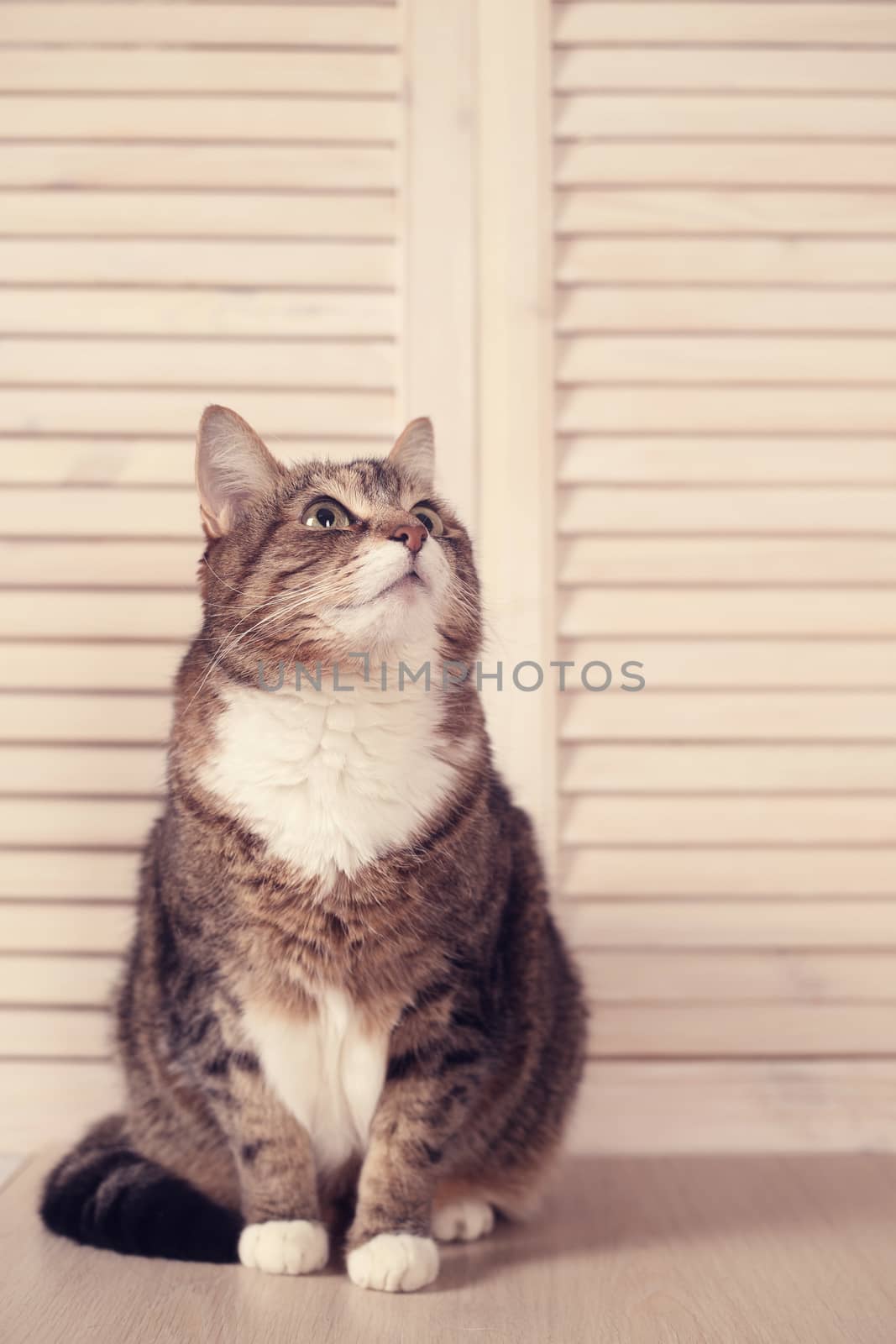 Cat sitting on wooden background close-up view