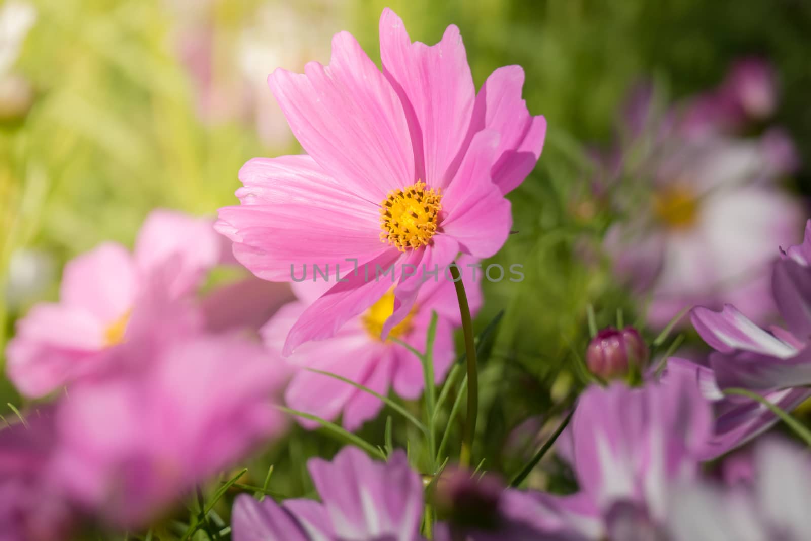 The background image of the colorful flowers, background nature