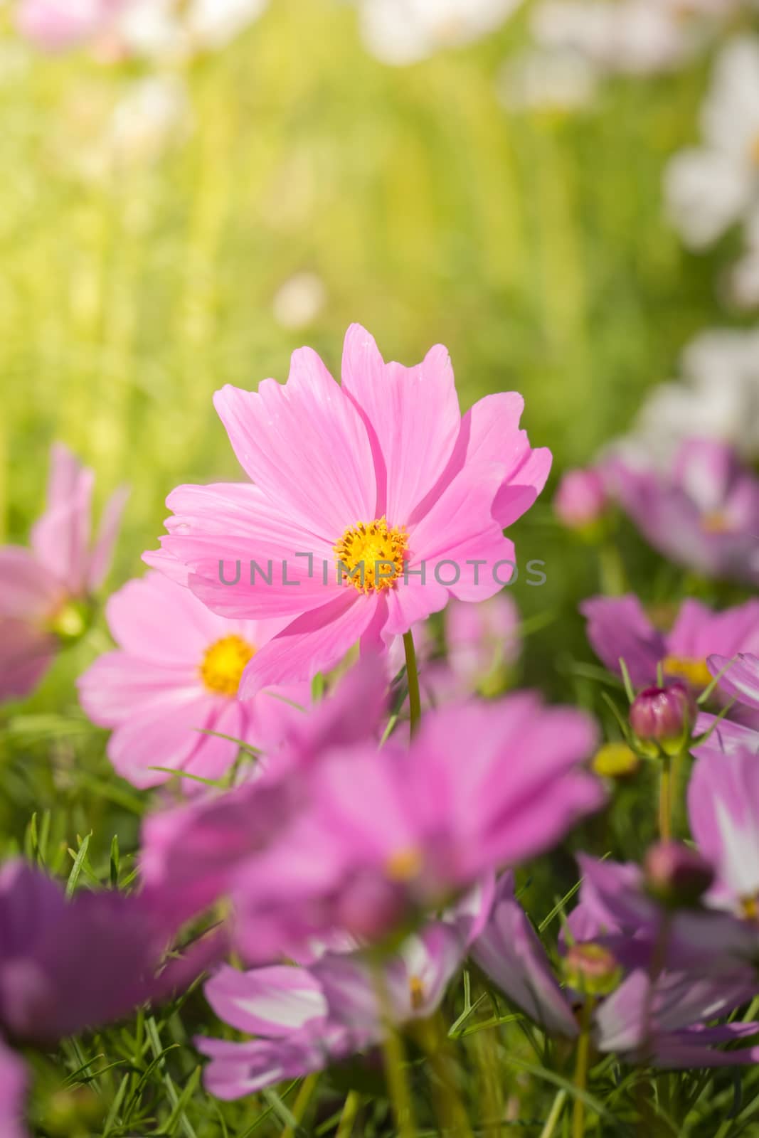 The background image of the colorful flowers, background nature