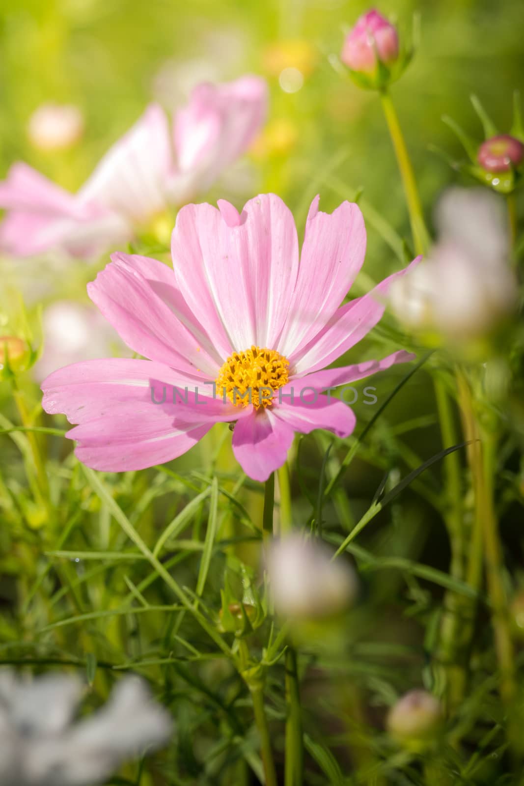 The background image of the colorful flowers, background nature