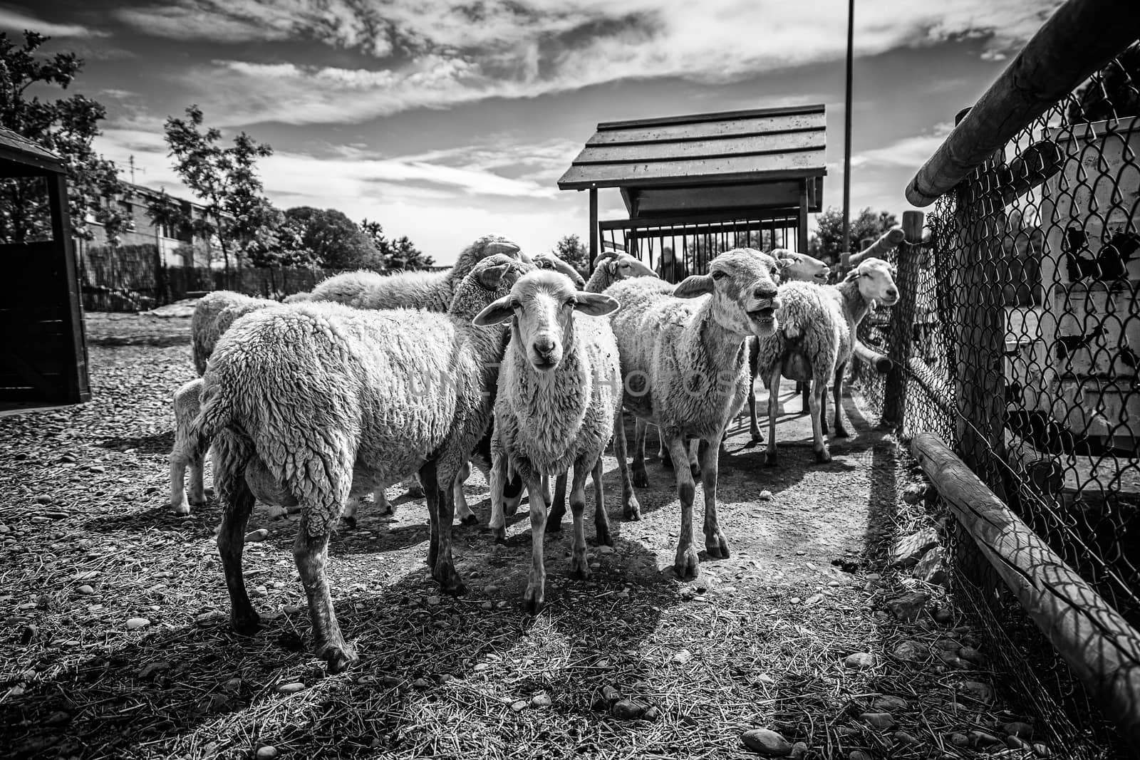 Sheep on a farm, detail of mammalian animals, wool and milk, food production