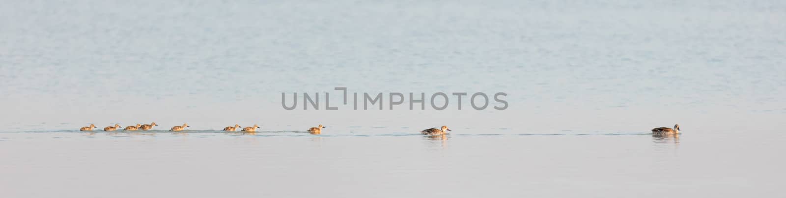 Family of ducks in the Makgadikgadi pans - Botswana