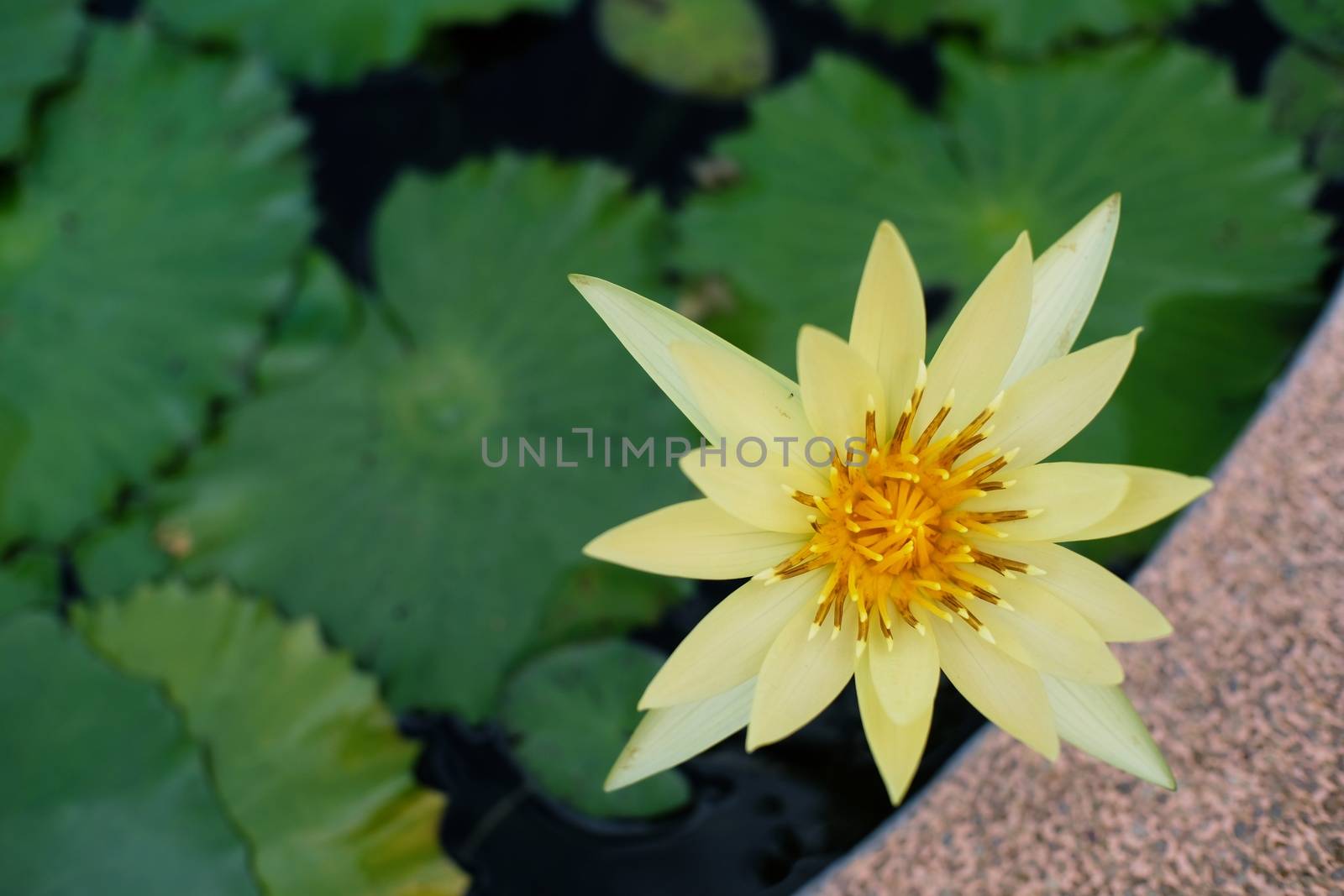 Lotus flower by peandben