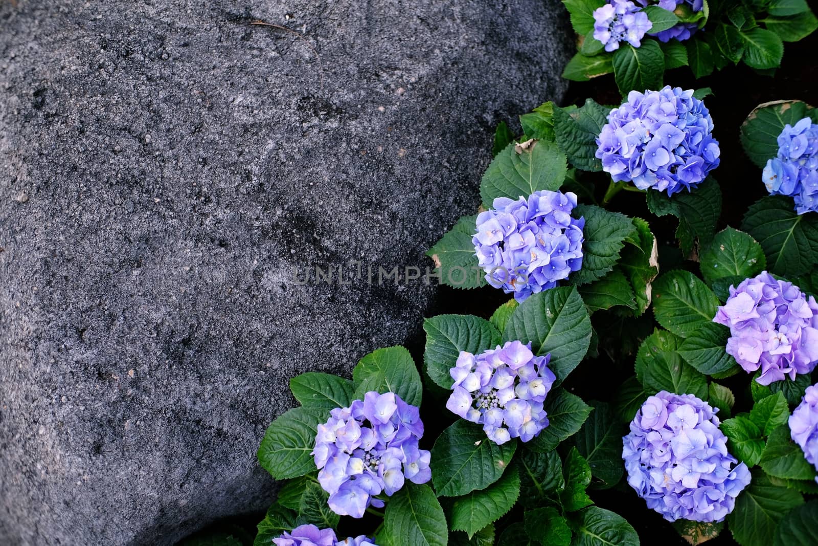 Beautiful nature flower with rock for background