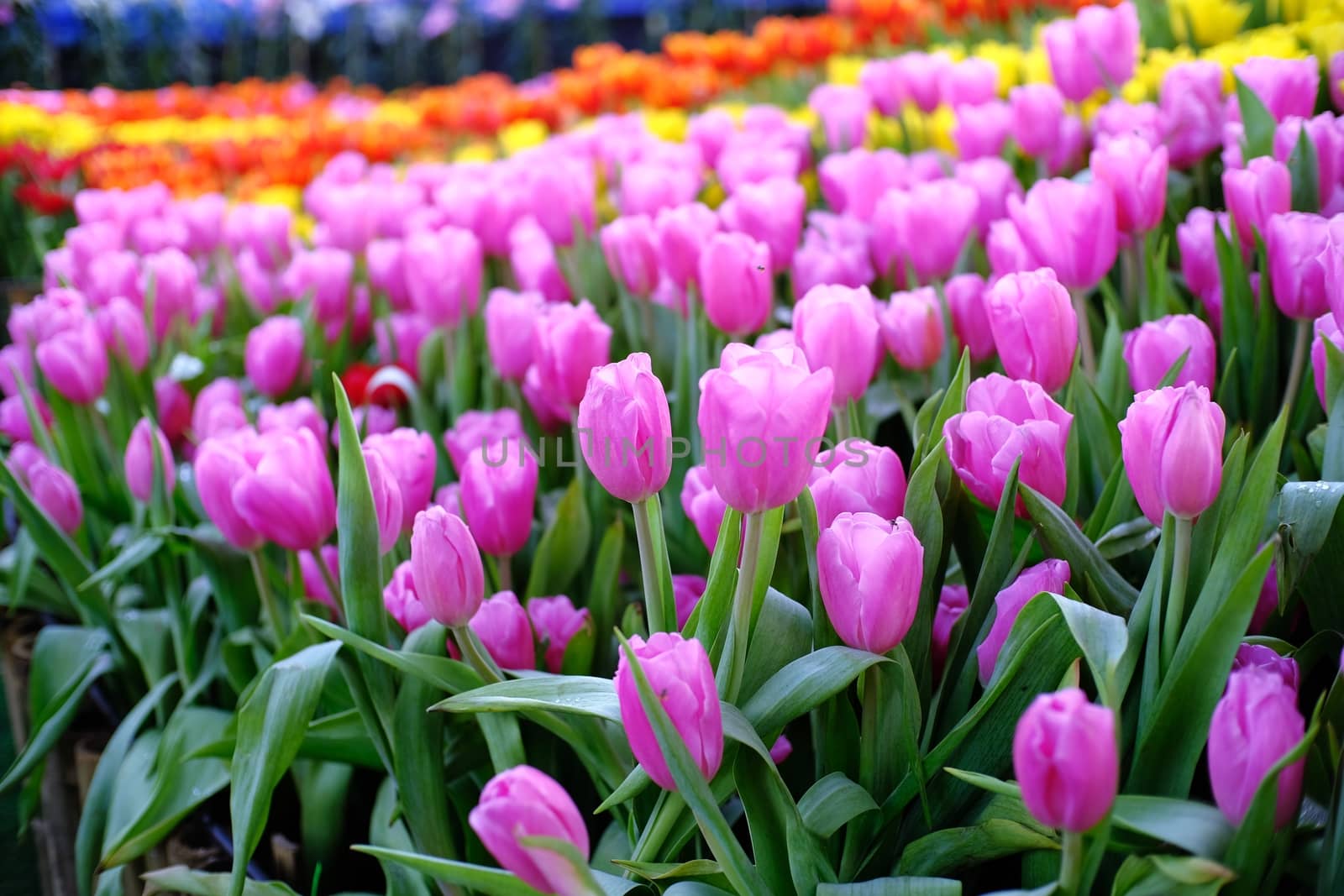 Big field of yellow violet and red tulips in garden