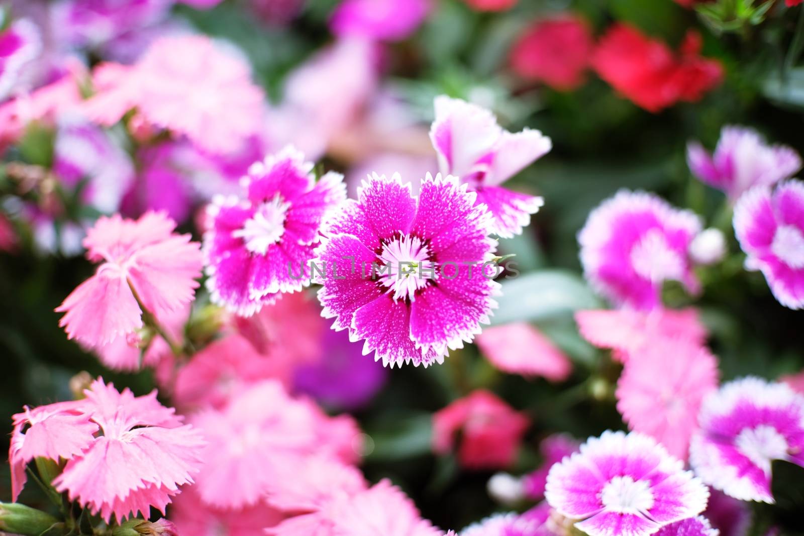 Beautiful nature Pinks flower  in nature garden