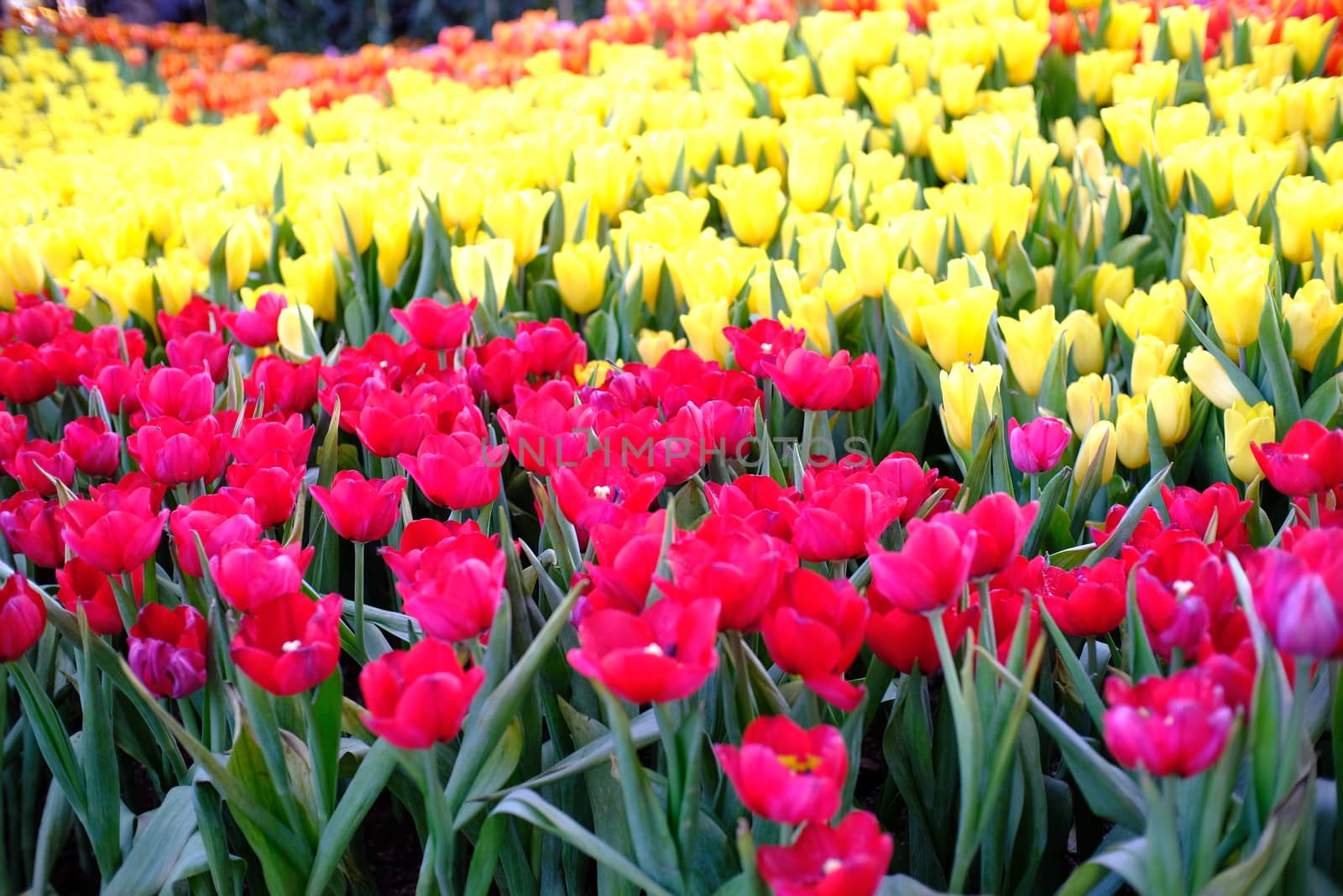 Big field of yellow violet and red tulips in garden