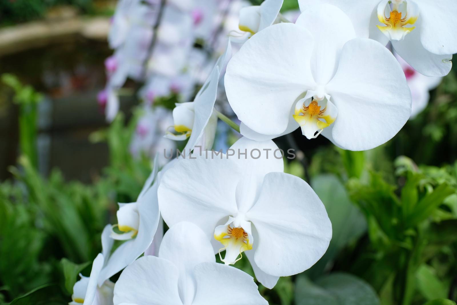 Orchid flower in garden