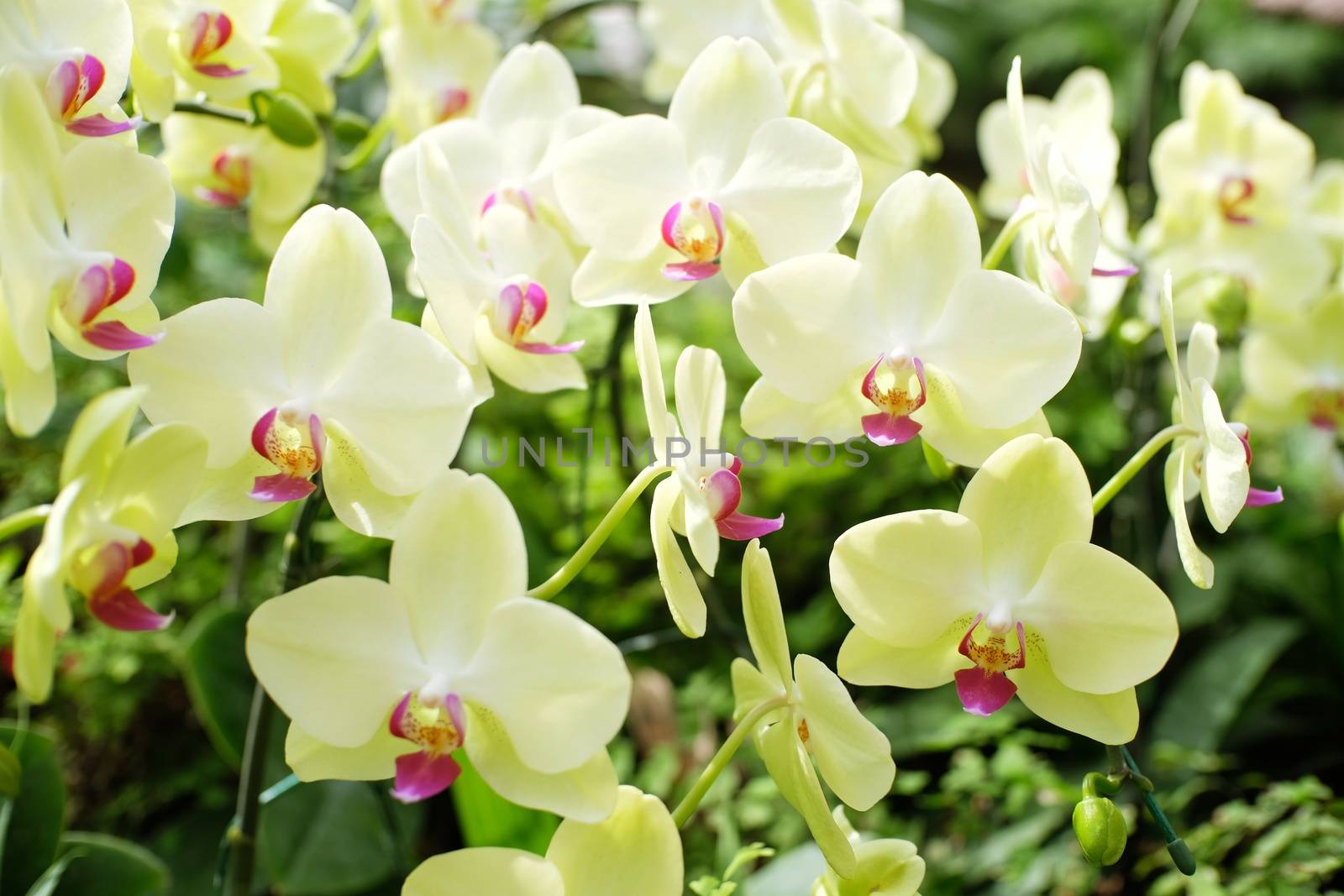 Orchid flower in garden