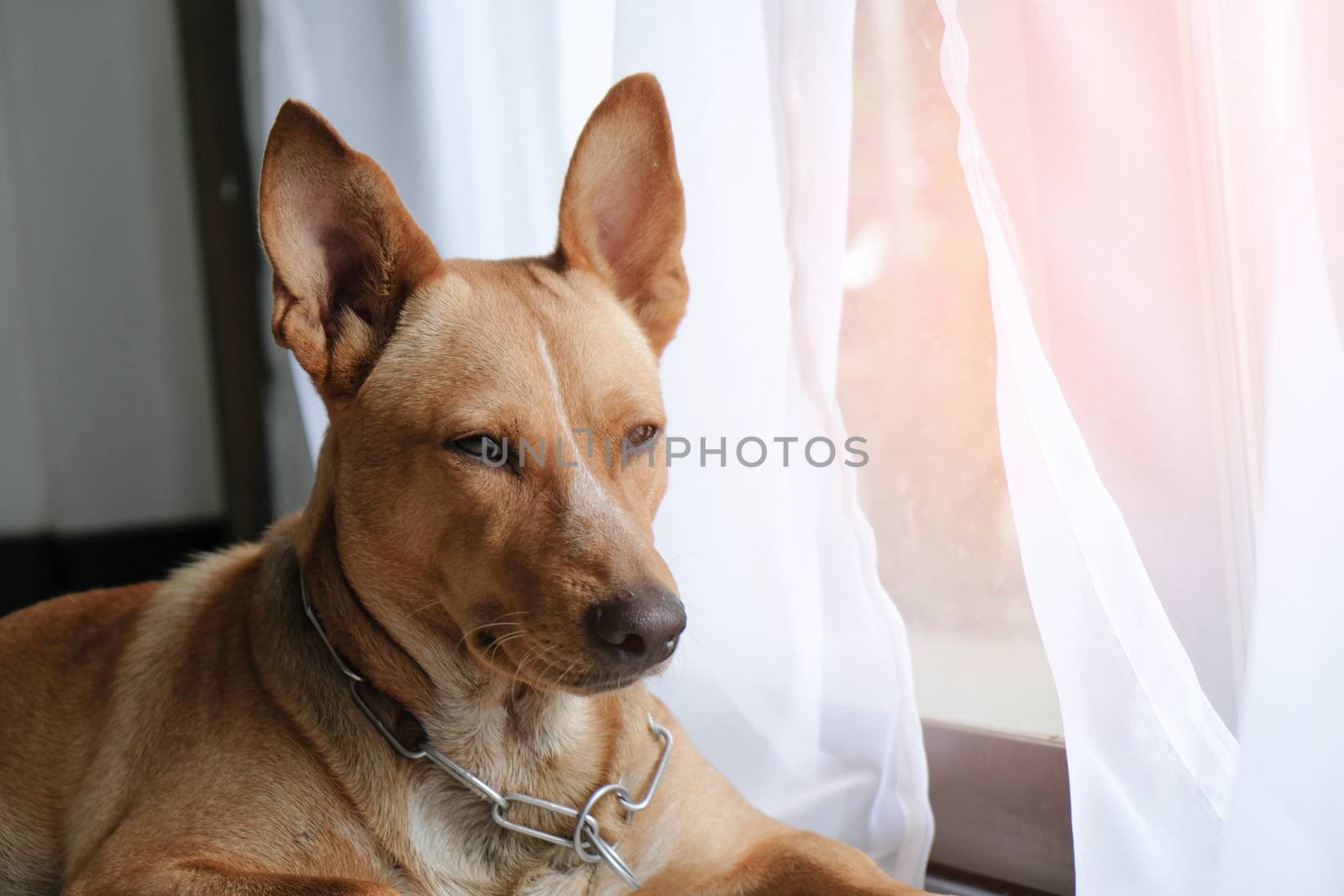 Brown Sweet Funny dog with smile. by peandben