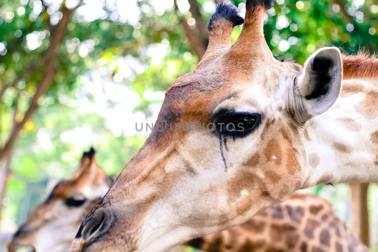 Giraffe eat leaves