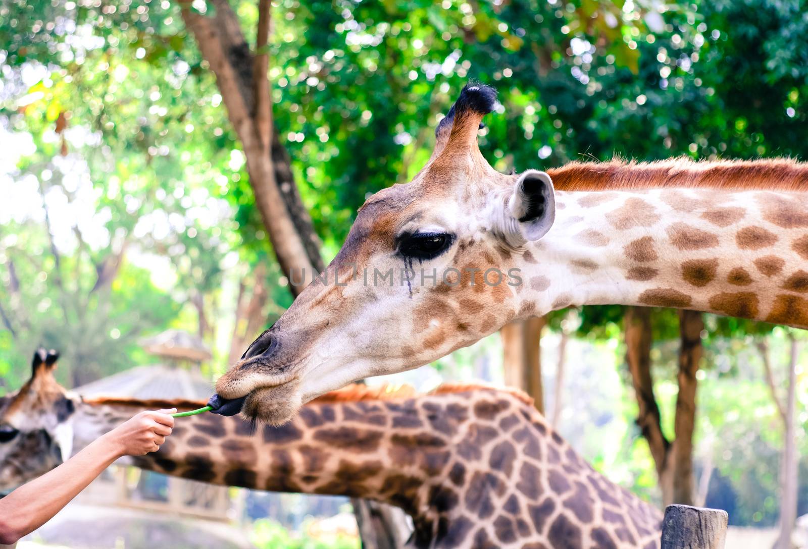 Giraffe eat leaves