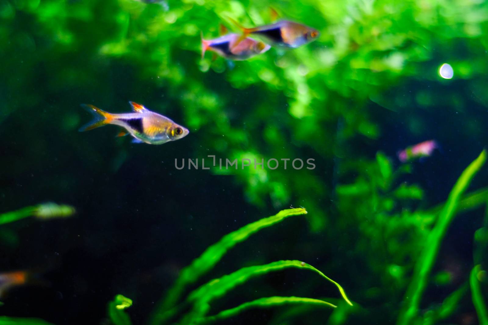 aquarium  fishes in dark deep blue water