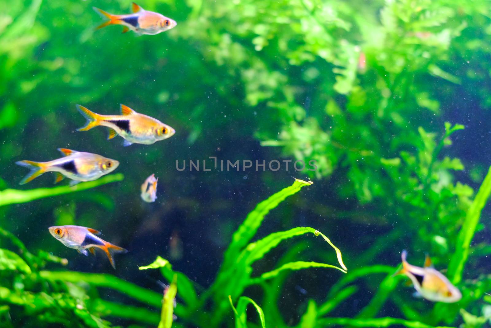 aquarium  fishes in dark deep blue water. by peandben