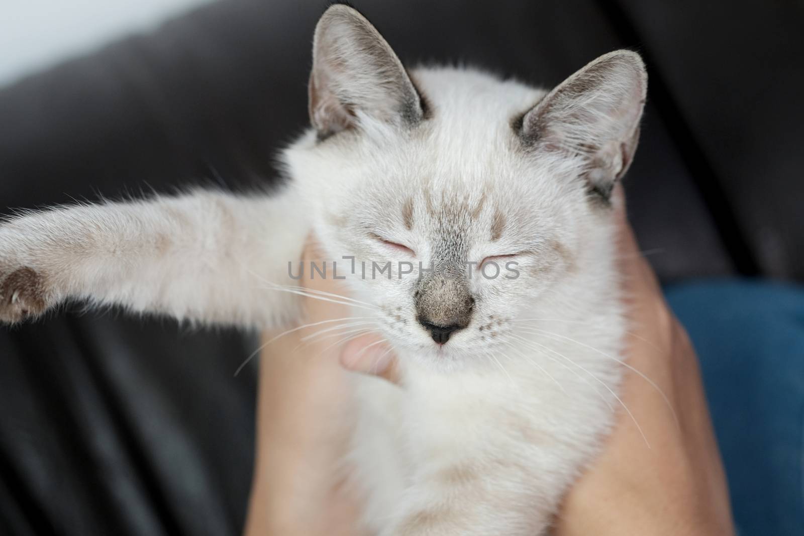 Woman hug Cute cat. Friendship Animal lover. trust  love Friend  by peandben