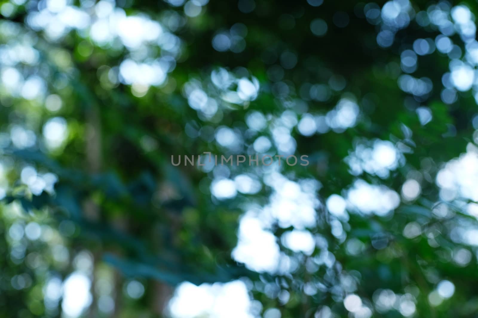 Blurred beautiful nature background blurry of leaf bokeh forest. garden and park with sunlight, use for background 