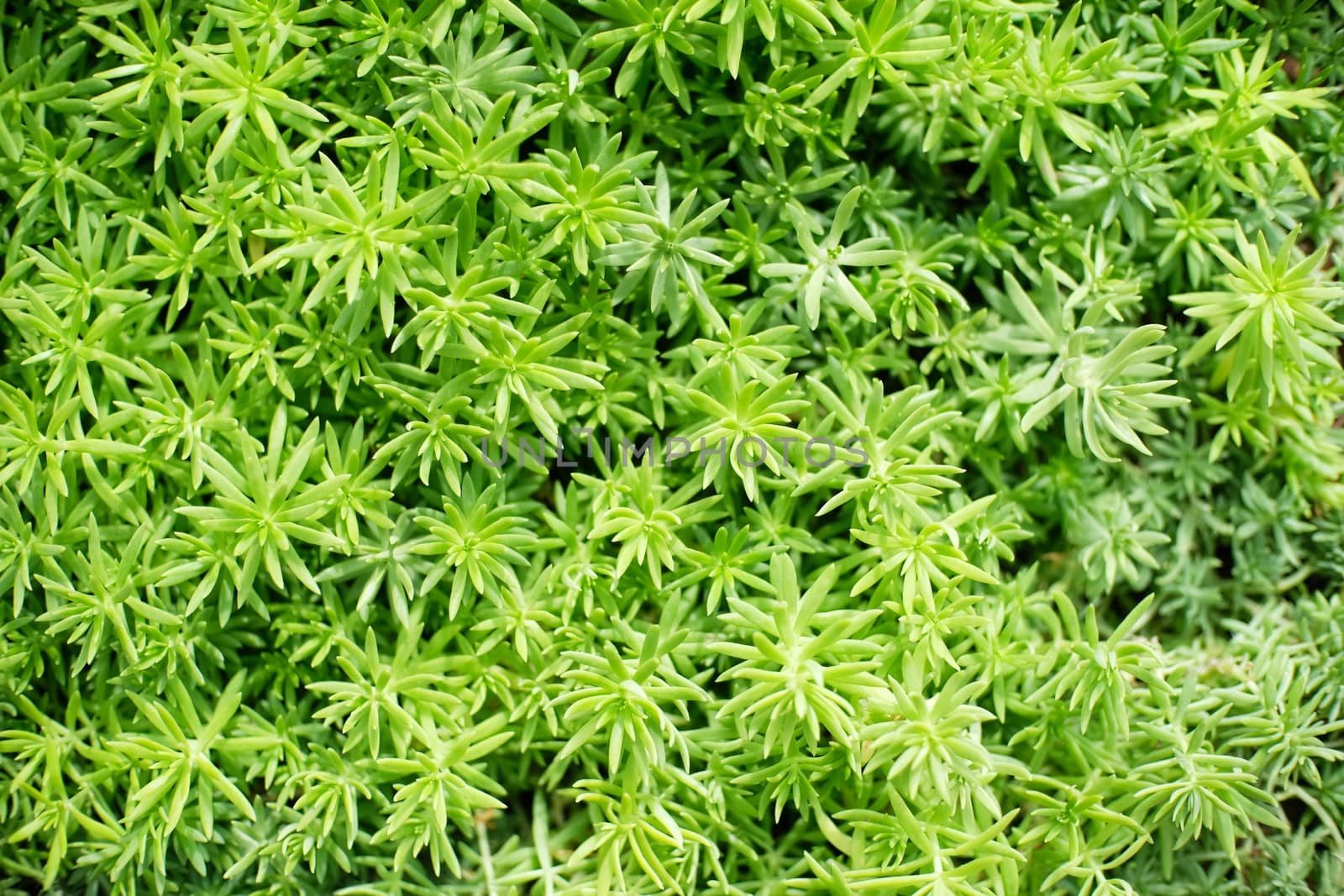 Beautiful nature Grass for background