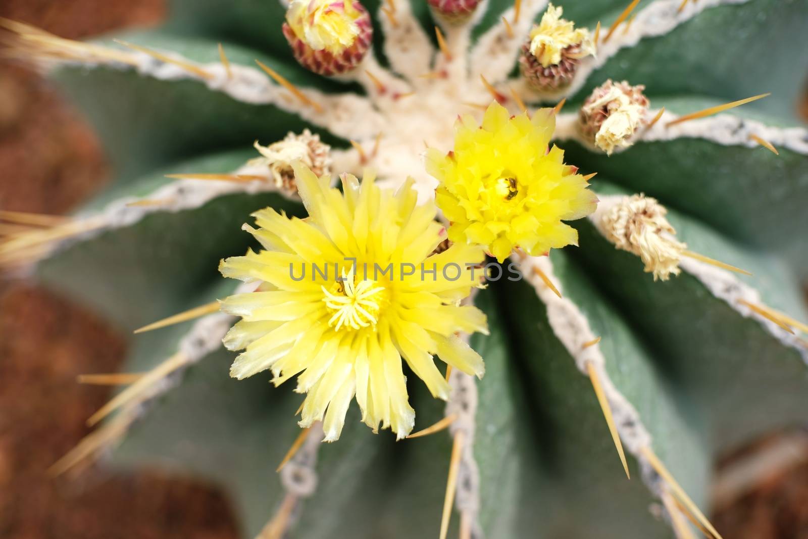 Beautiful succulents and cactus plant in garden. by peandben