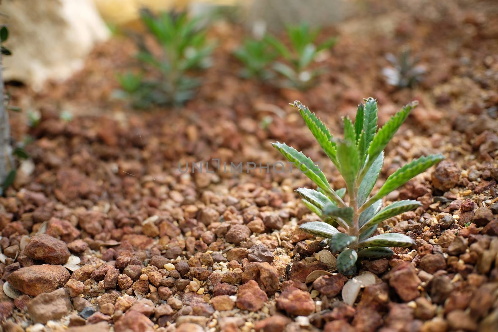 Beautiful succulents and cactus plant in garden