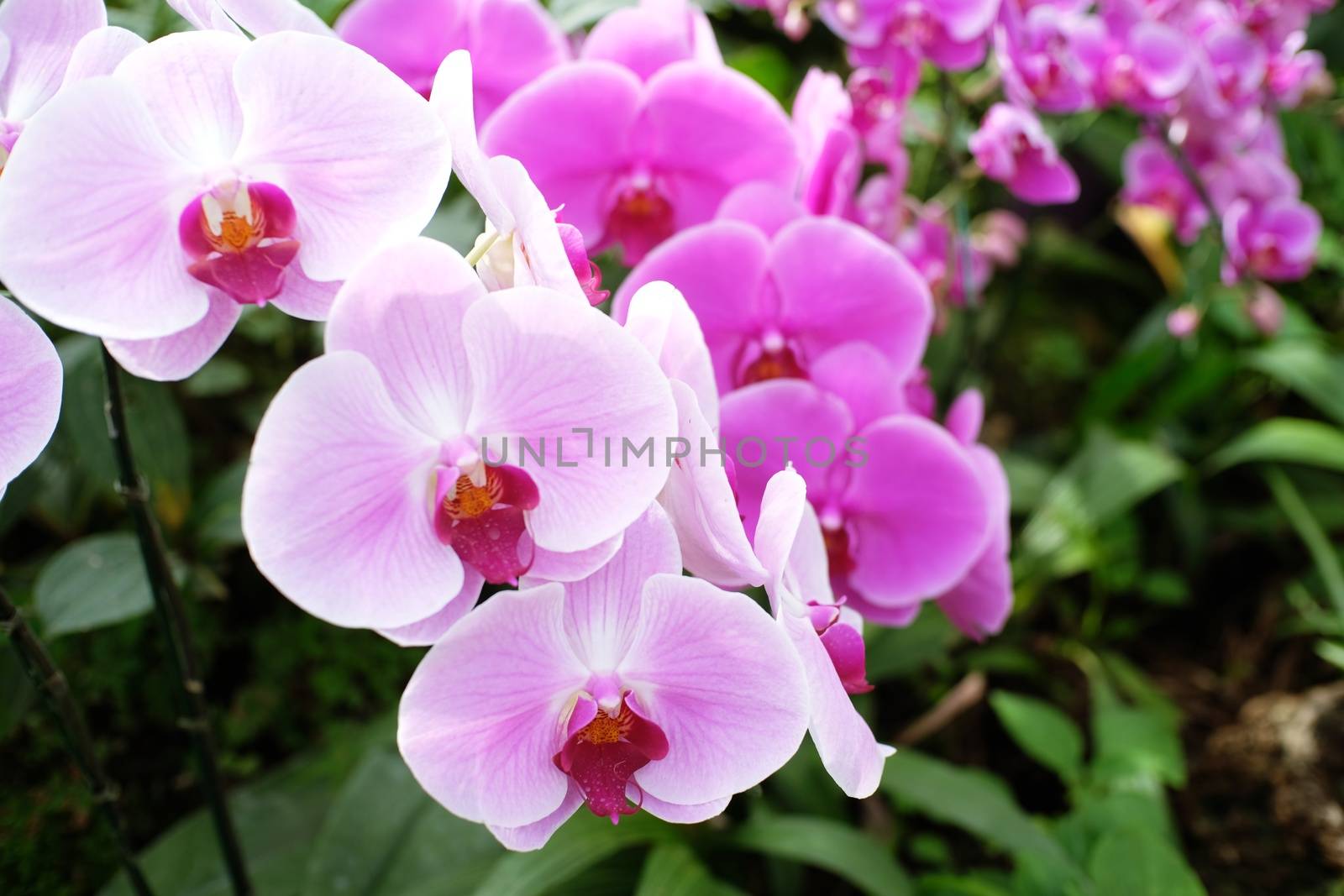 Orchid flower in garden. by peandben