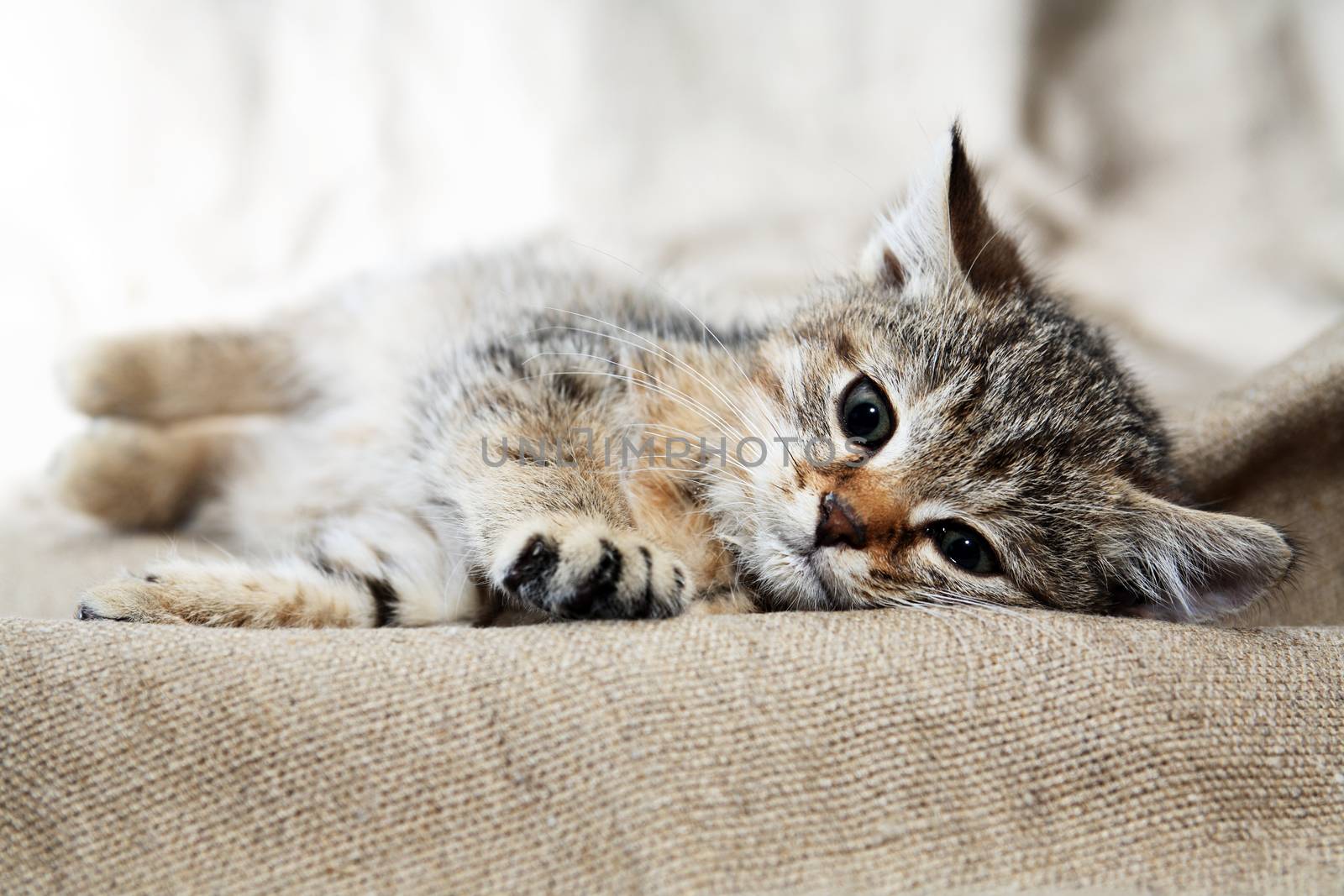 Nice small kitty lying on canvas fabric