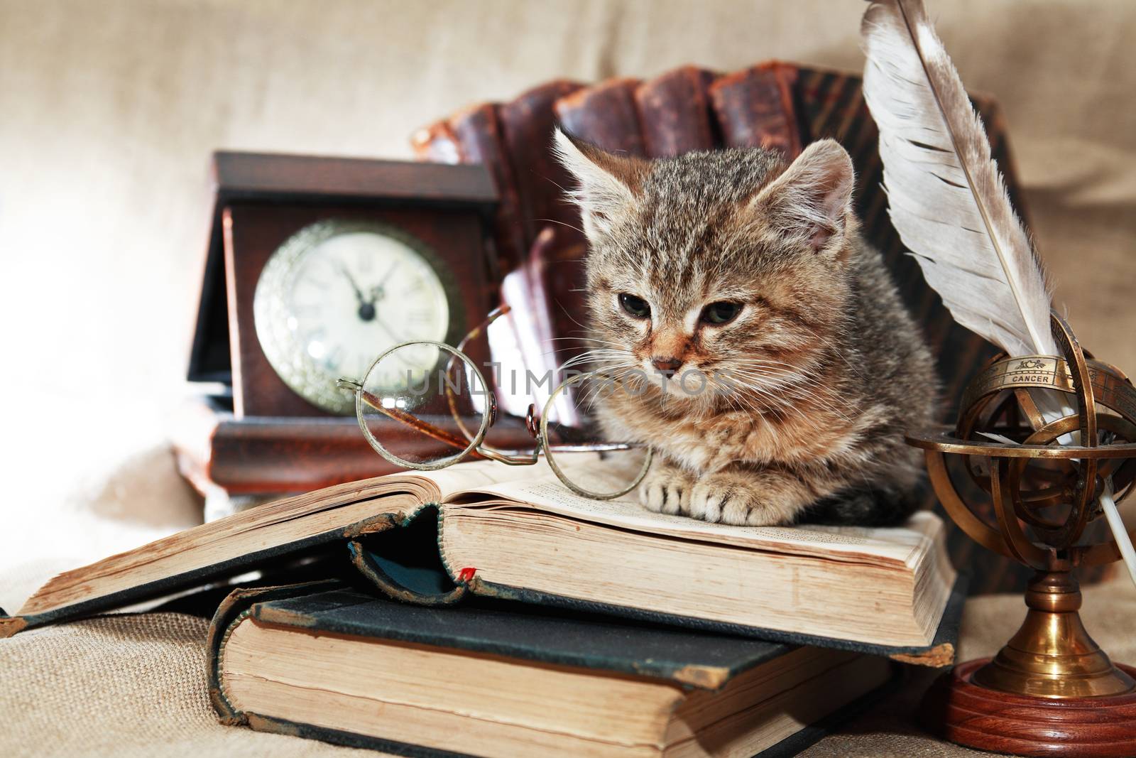 Vintage still life with lot of old things and books around nice kitten