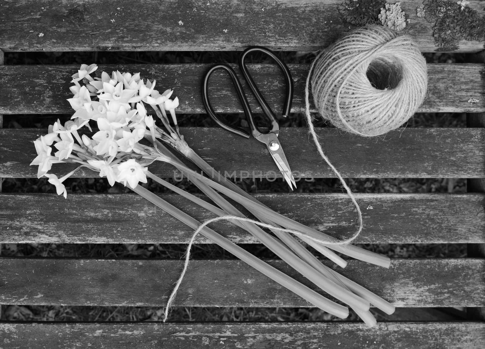 Ball of twine and gardening scissors with a bunch of white narcissi flowers on a wooden slat bench - monochrome processing
