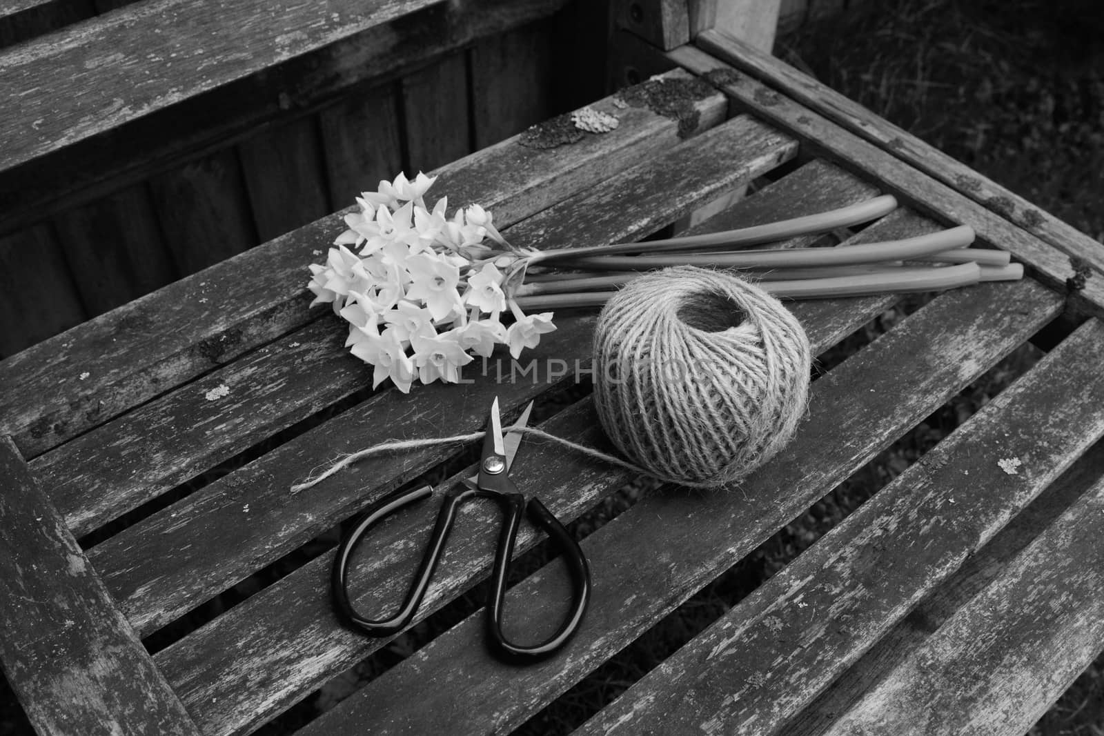 Retro flower scissors cutting garden twine, next to a bunch of white narcissi flowers on a wooden bench - monochrome processing