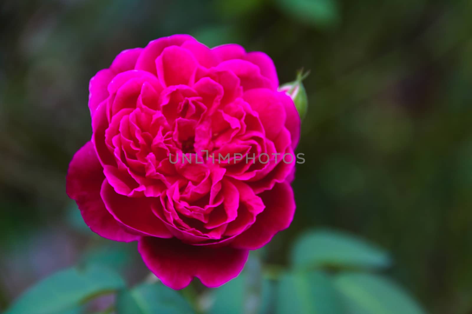 Close-up Red rose On a green blurred background