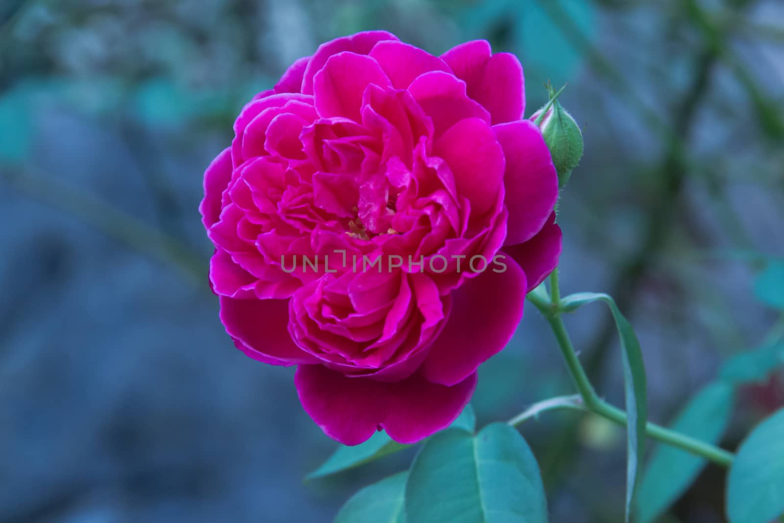 Close-up pink rose On a green blurred background