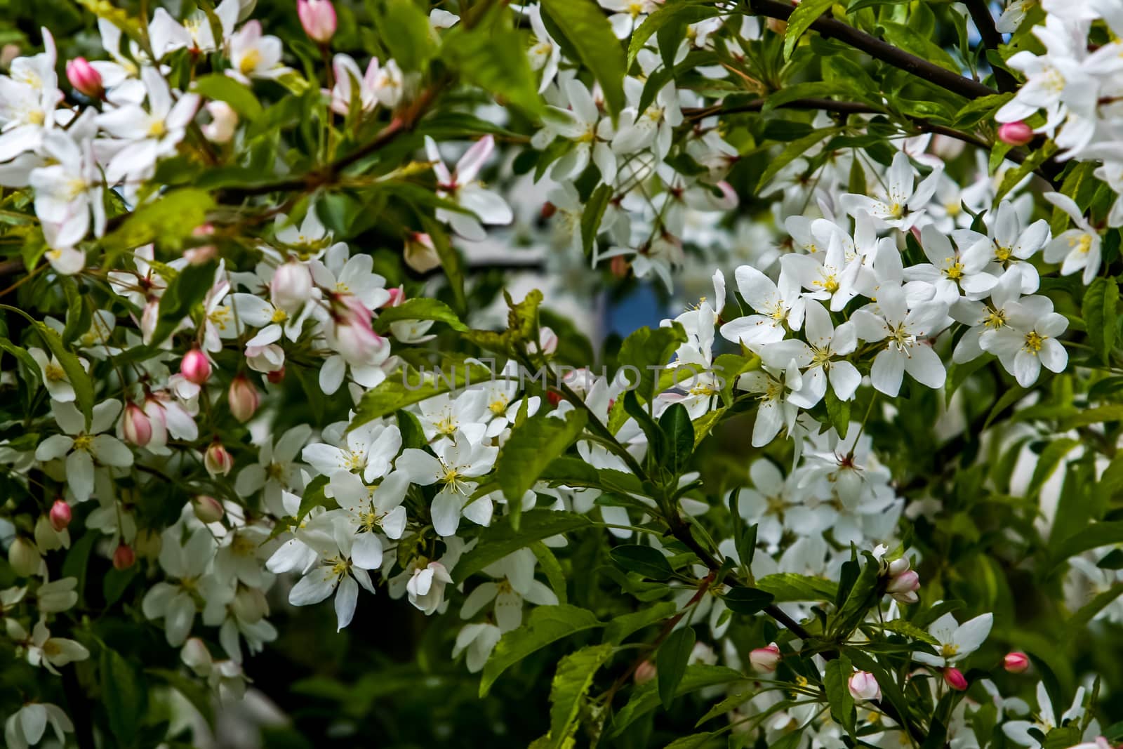Blooming fruit tree in spring time. Blossoming fruit flowers. Flowering fruit tree in Latvia. Branches of the fruit tree with blossoming white flowers. 