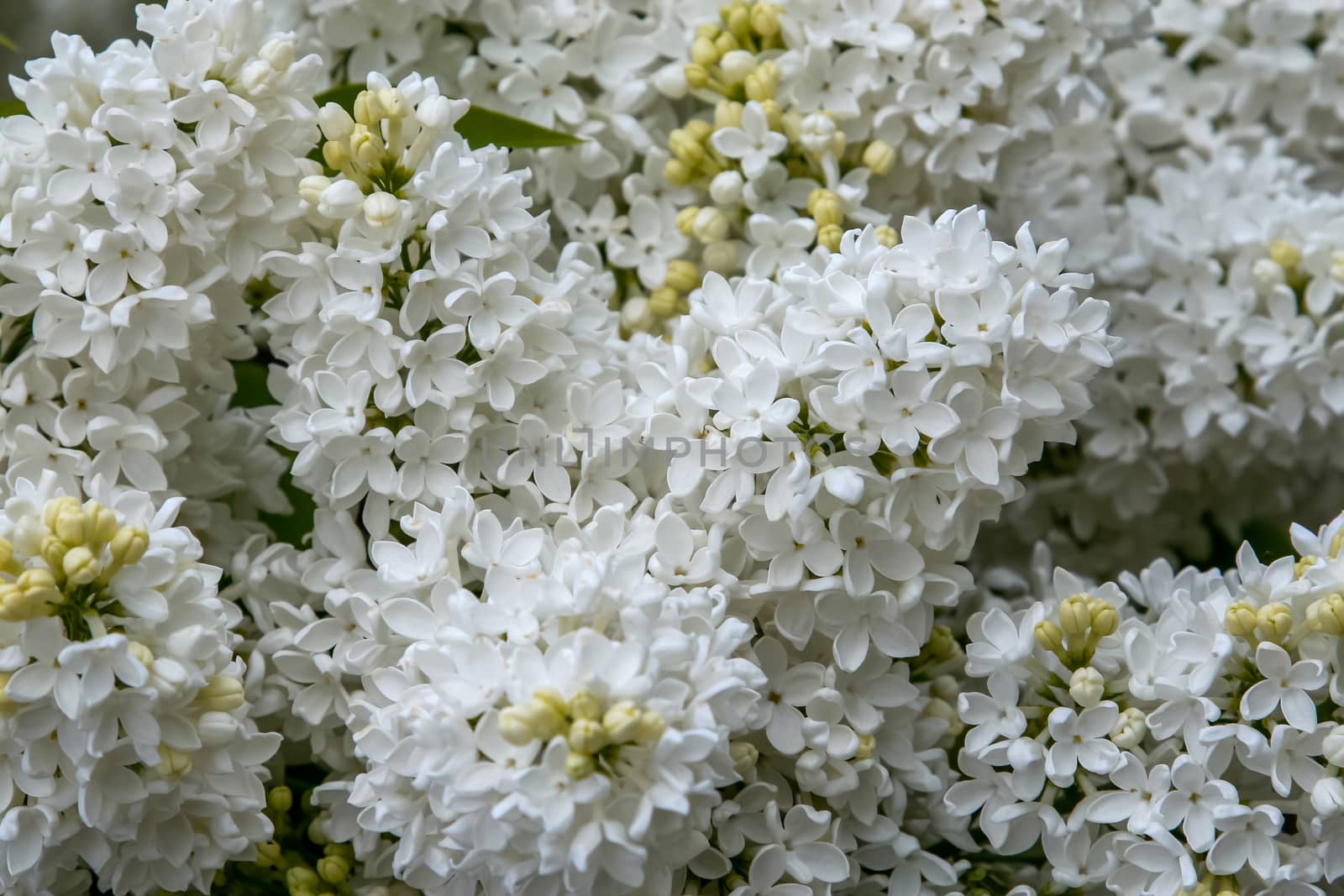 Blooming lilac bush in spring time. Blossoming lilac flowers. Flowering lilac bush in Latvia. Blooming white lilac flowers in spring season.