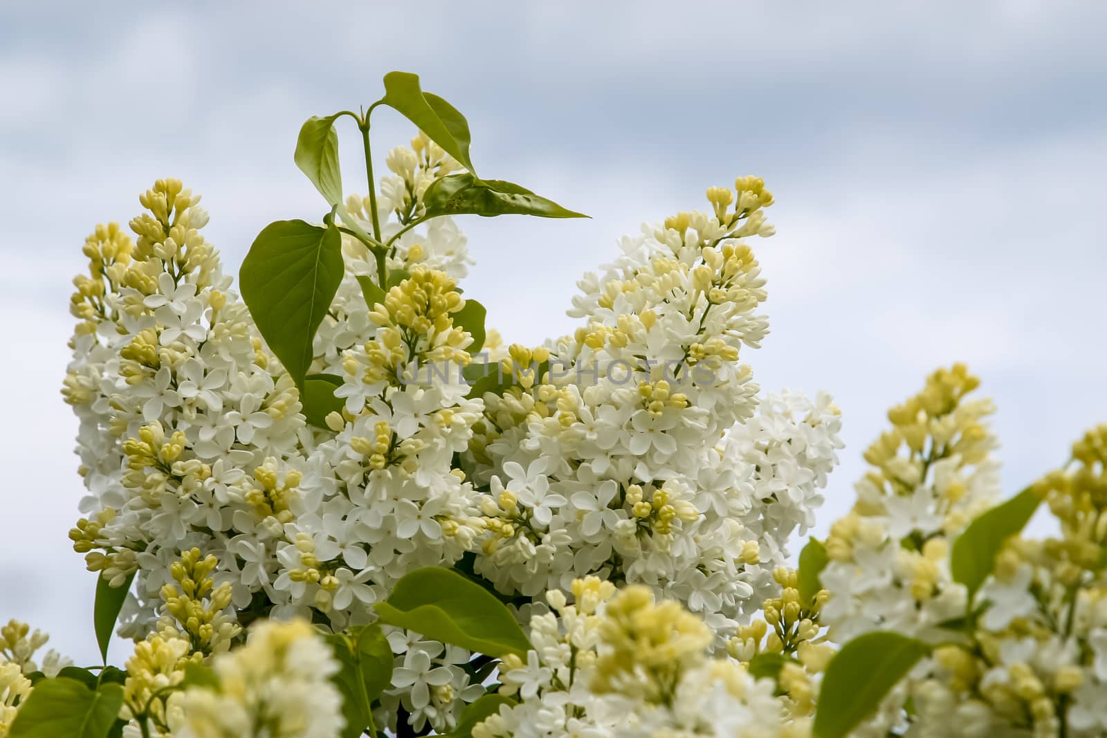 Blooming lilac bush in spring time. Blossoming lilac flowers. Flowering lilac bush in Latvia. Blooming white lilac flowers in spring season on background of sky.