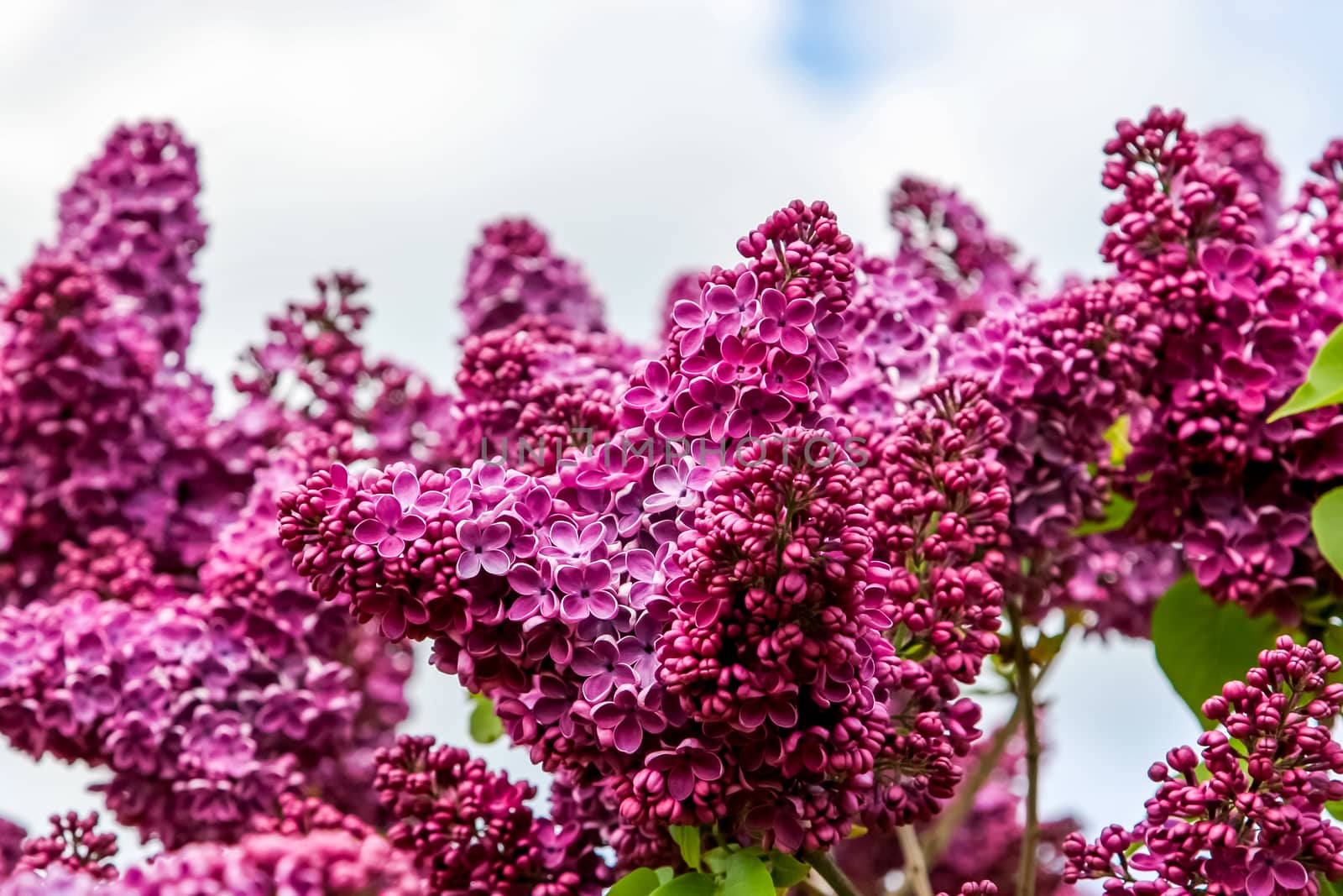 Blooming lilac bush in spring time. Blossoming lilac flowers. Flowering lilac bush in Latvia. Blooming pink lilac flowers in spring season on background of sky.