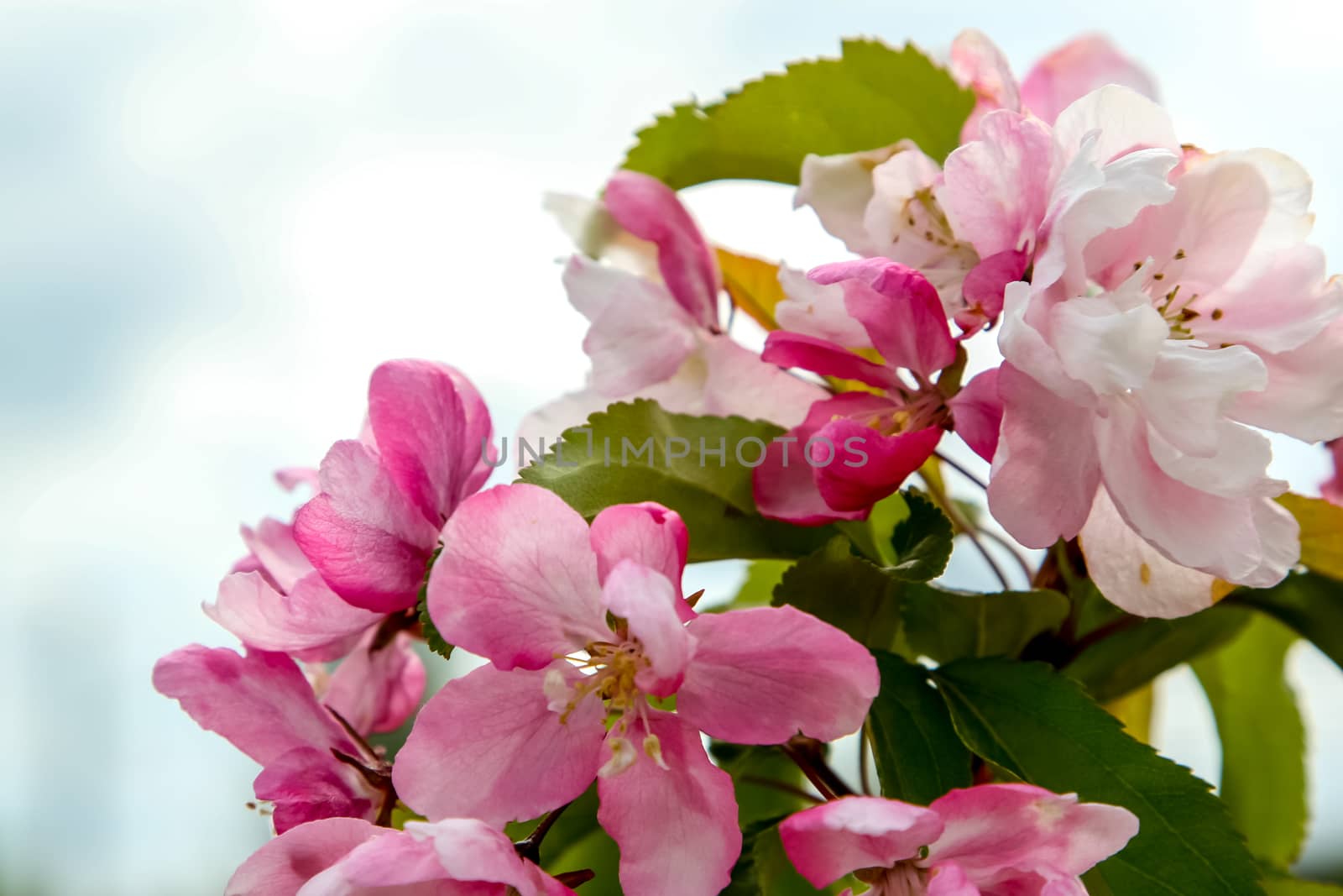 Blooming apple tree in spring time. Blossoming apple flowers. Flowering apple tree in Latvia. Apple tree flowers in spring season on background of blue sky.