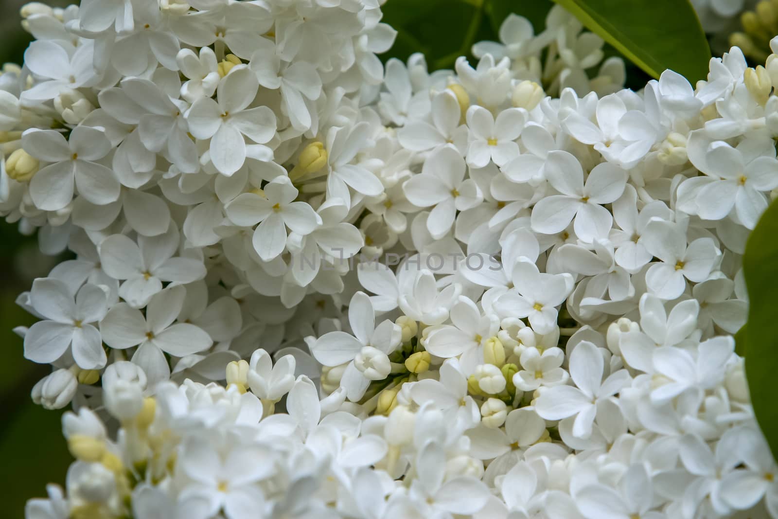 Blooming lilac bush in spring time. Blossoming lilac flowers. Flowering lilac bush in Latvia. Blooming white lilac flowers in spring season.