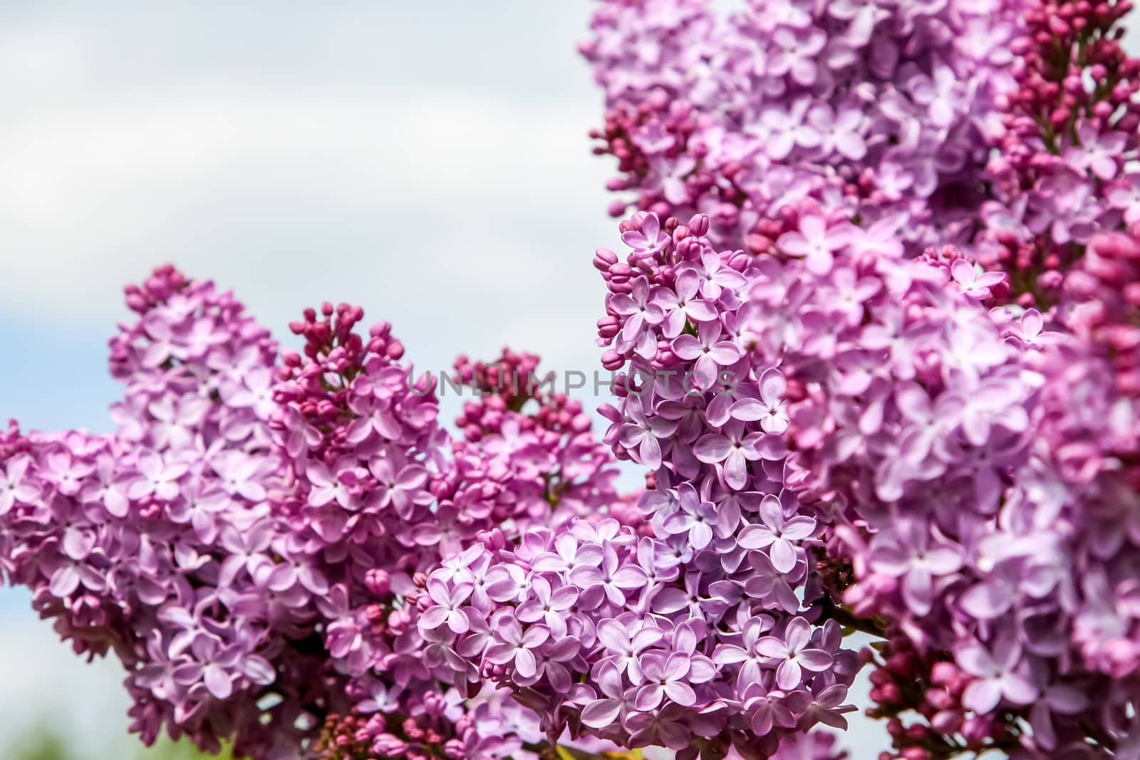 Blooming lilac bush in spring time. Blossoming lilac flowers. Flowering lilac bush in Latvia. Blooming pink lilac flowers in spring season on background of sky.