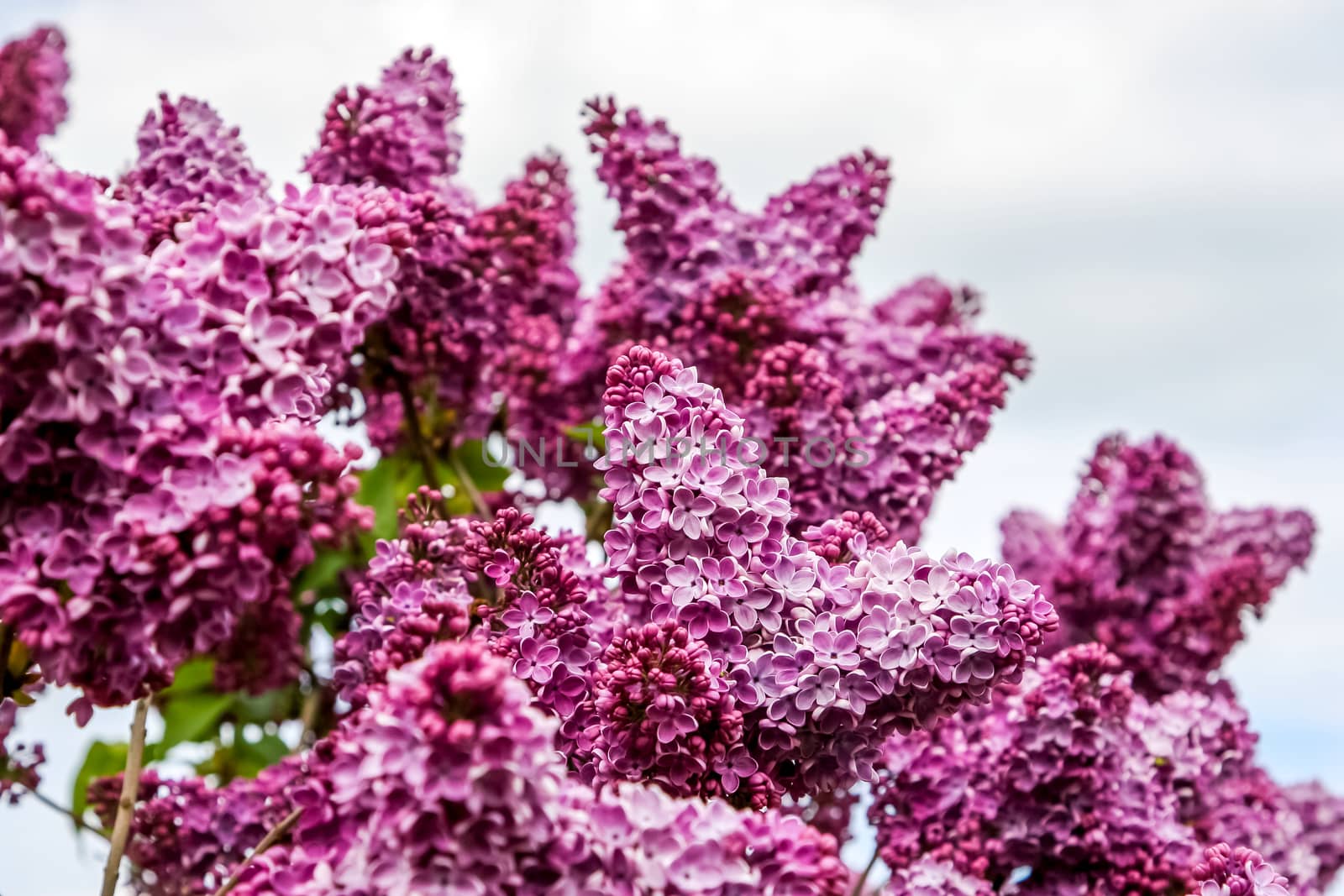 Blooming lilac bush in spring time. Blossoming lilac flowers. Flowering lilac bush in Latvia. Blooming pink lilac flowers in spring season on background of sky.