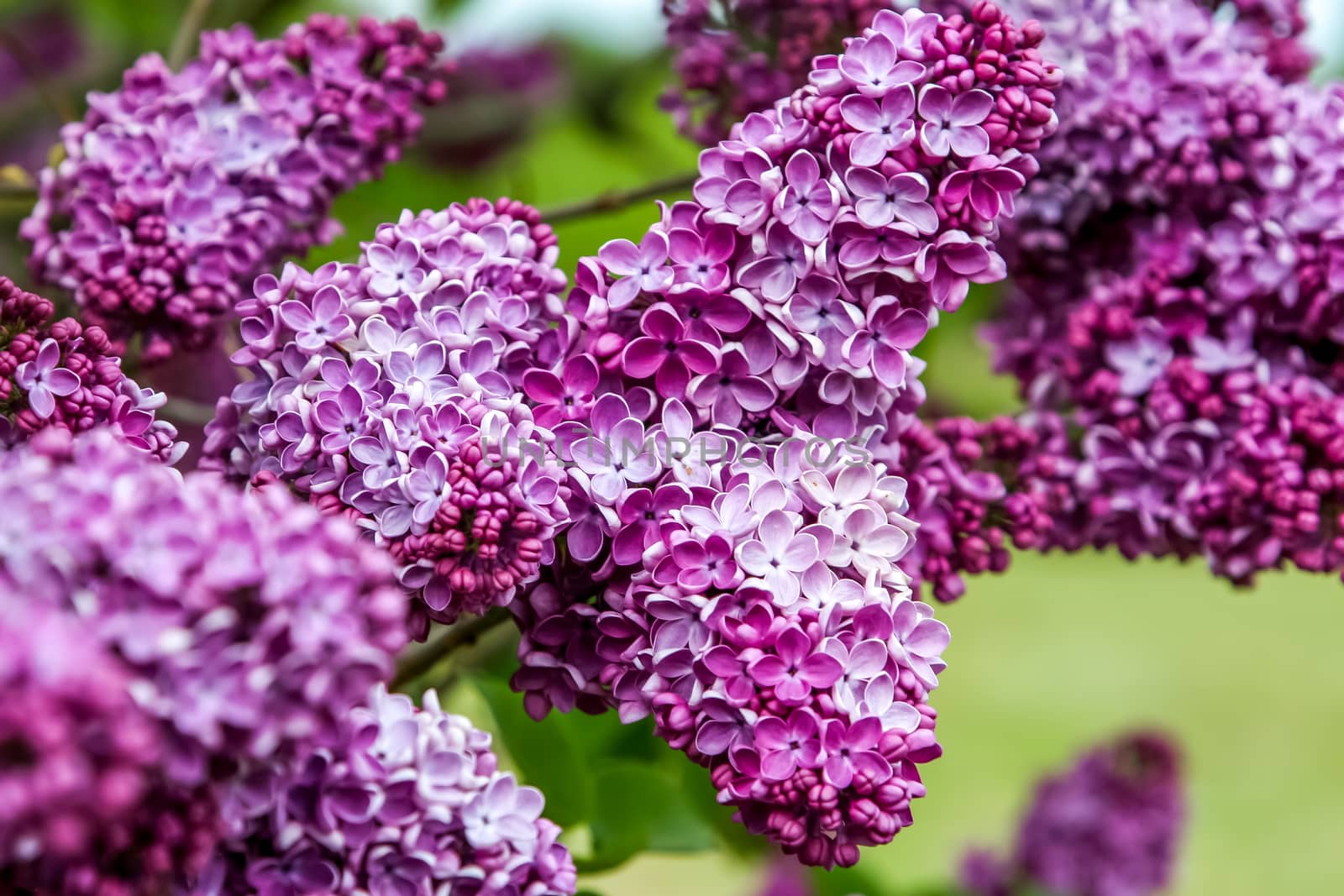 Blooming pink lilac flowers in spring season. by fotorobs