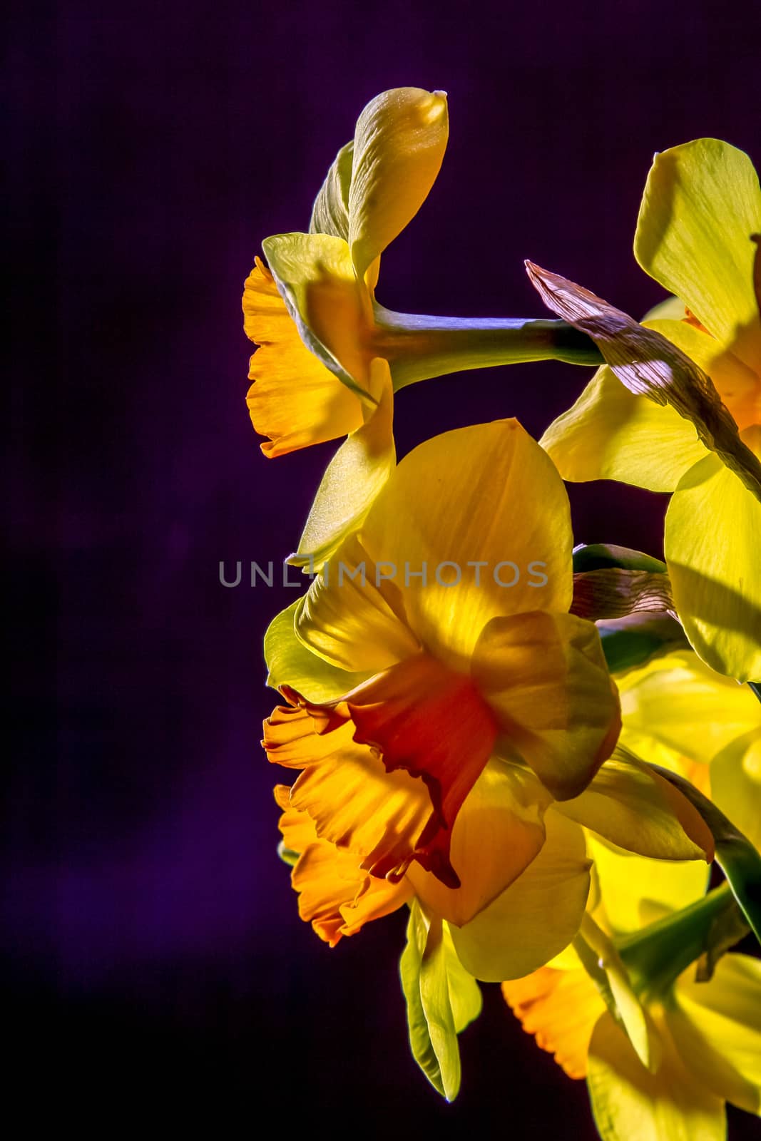 Yellow daffodils. Daffodils on black background.  Nature flower. Garden flowers. Yellow daffodil flowers on dark background.

