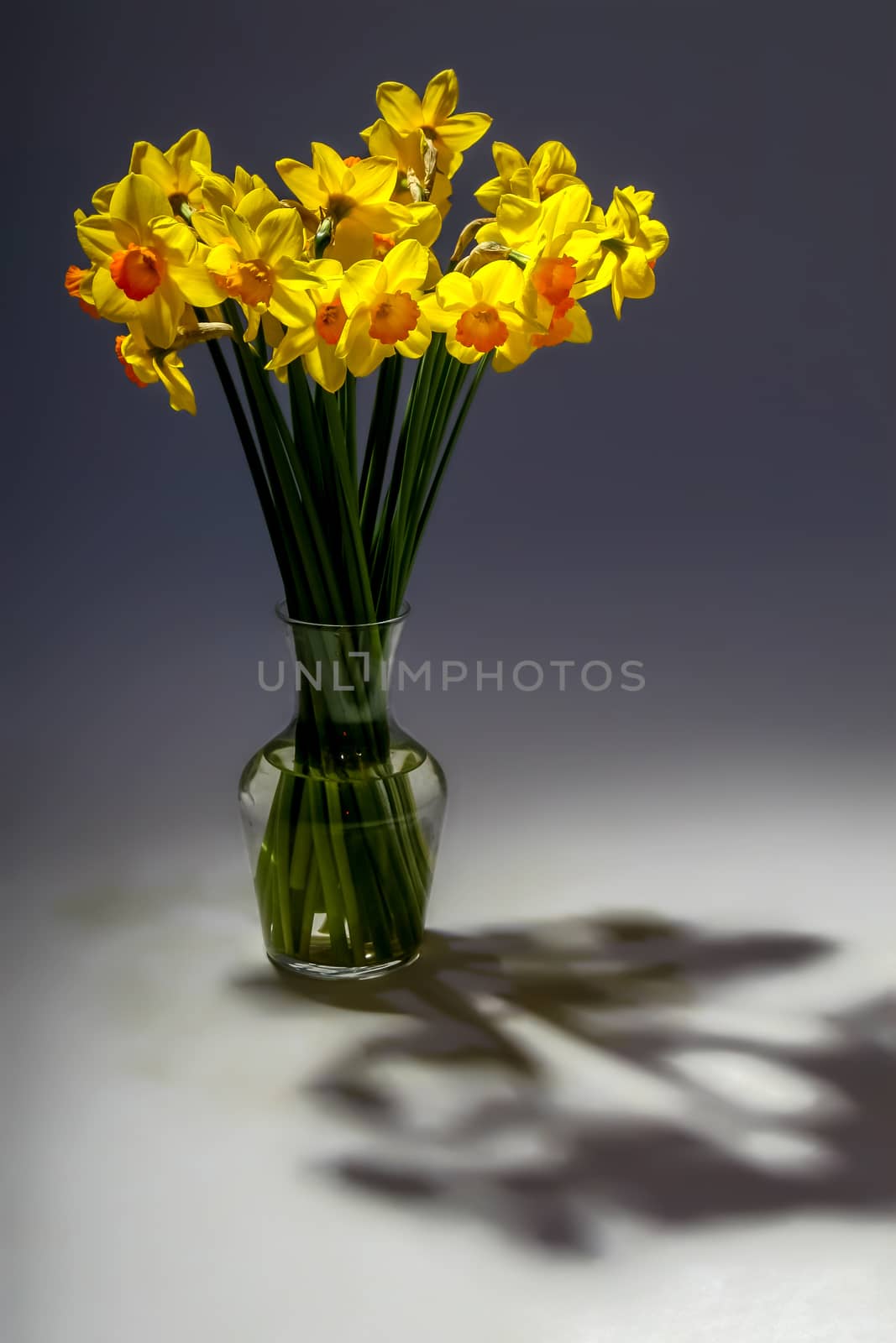 Yellow daffodils. Daffodils on gray background.  Nature flower. Garden flowers. Yellow daffodil flowers in vase on dark background.

