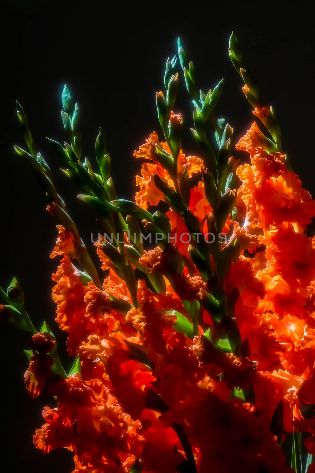 Red gladiolus. Gladiolus on black background.  Nature flower. Garden flowers. Red gladiolus flowers on black background.

