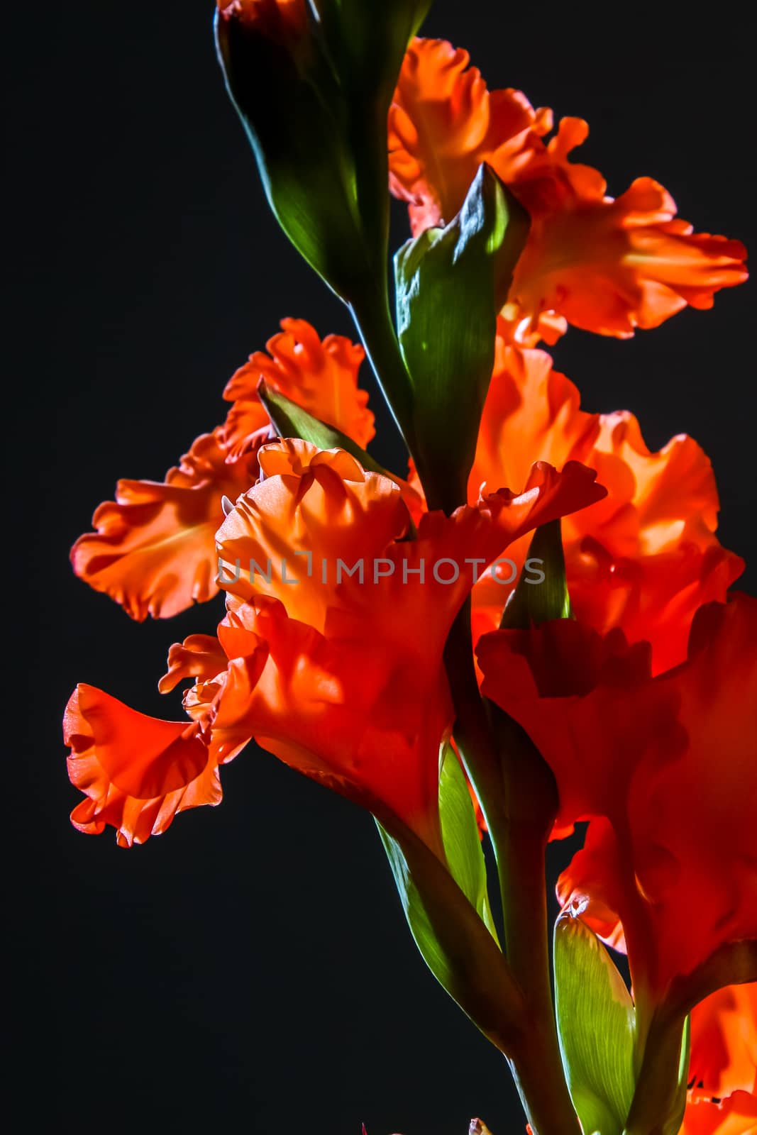 Red gladiolus. Gladiolus on black background.  Nature flower. Garden flowers. Red gladiolus flowers on black background.

