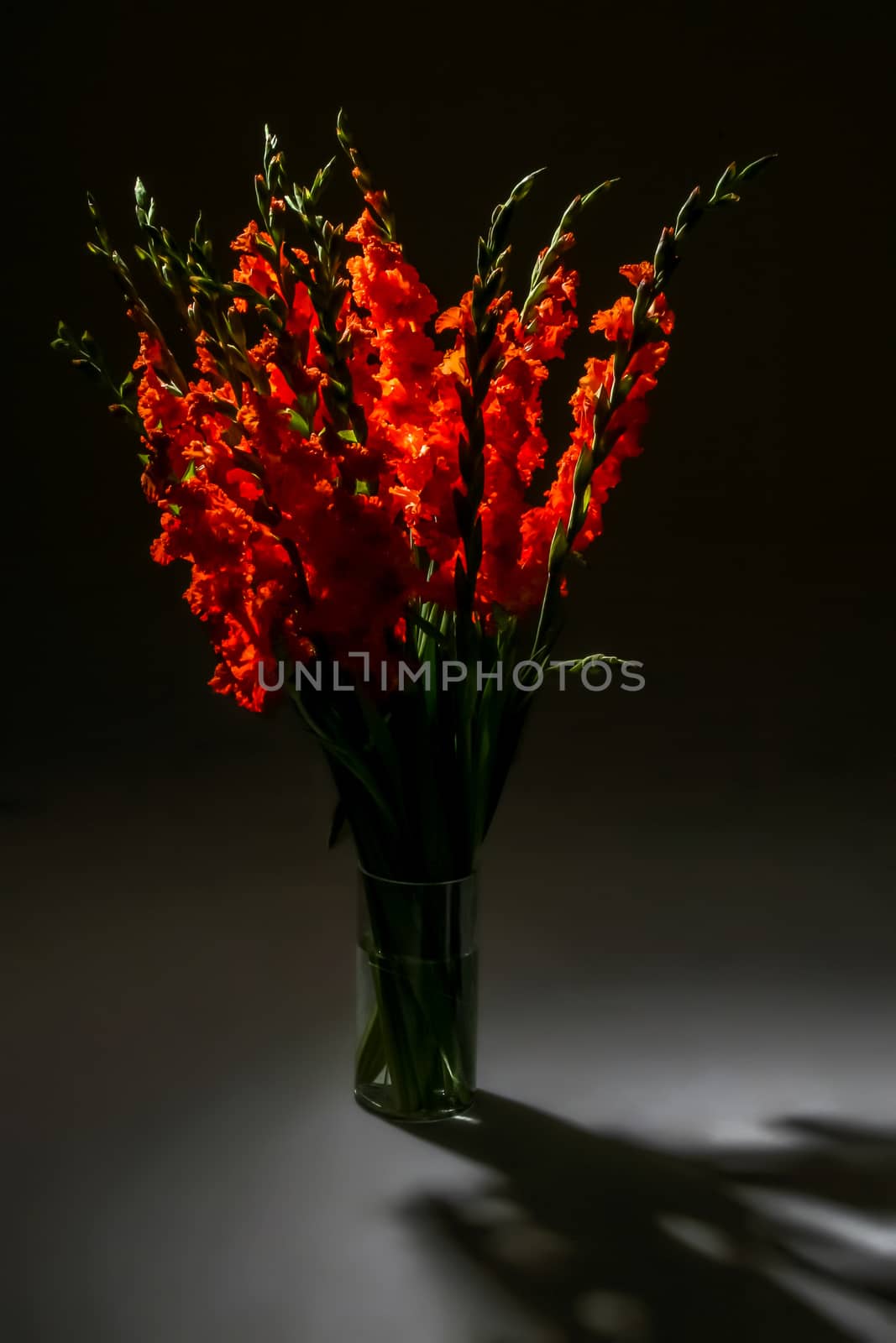 Red gladiolus. Gladiolus on black background.  Nature flower. Garden flowers. Red gladiolus flowers in vase on dark background.

