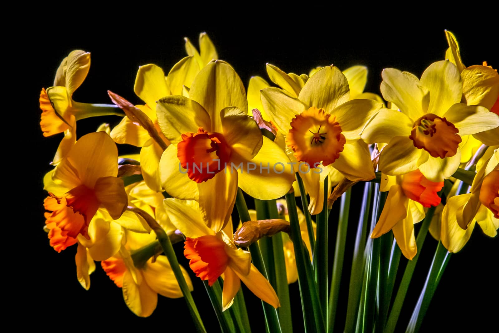 Yellow daffodils. Daffodils on black background.  Nature flower. Garden flowers. Yellow daffodil flowers on dark background.

