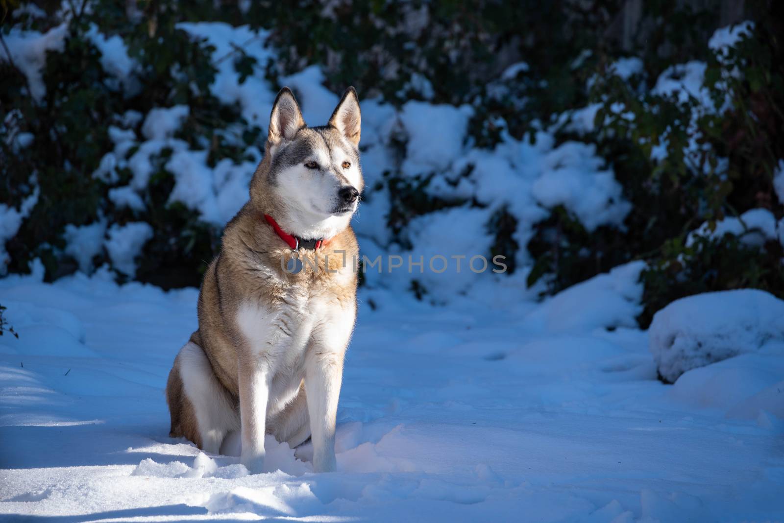 An Alaskan Husky Mix sitting in the snow with trees in the background.