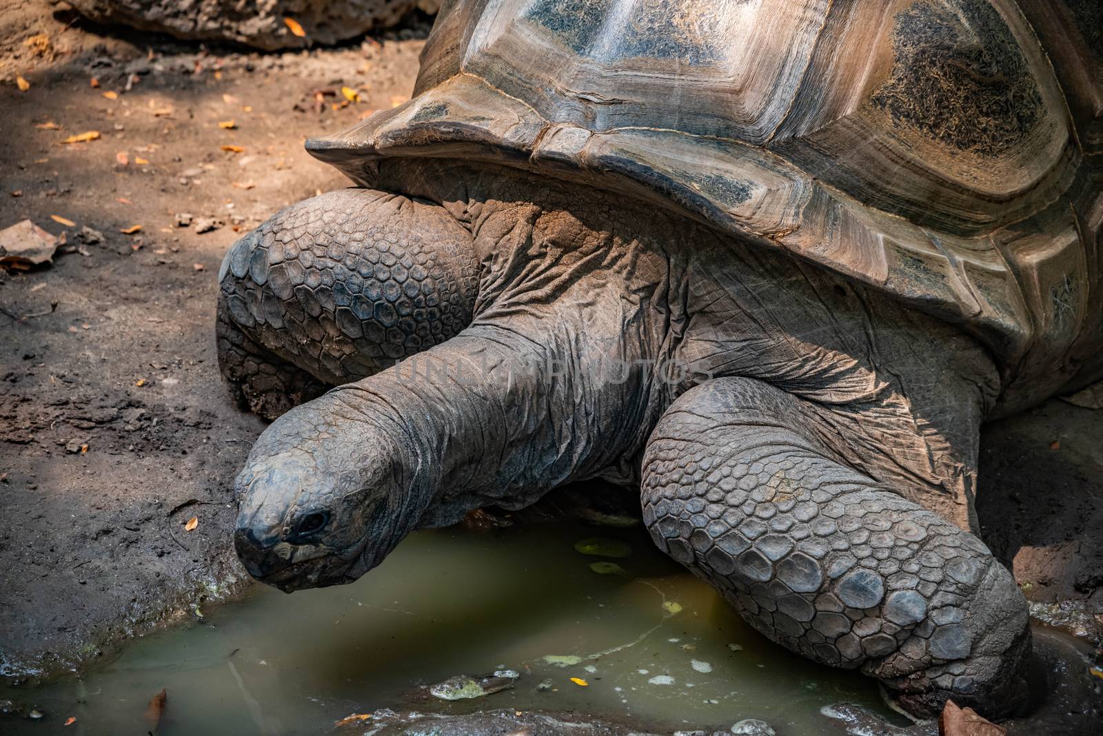 Aldabra Tortoise resting near a pond.