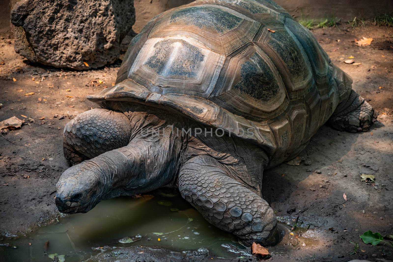 Aldabra Tortoise resting near a pond.