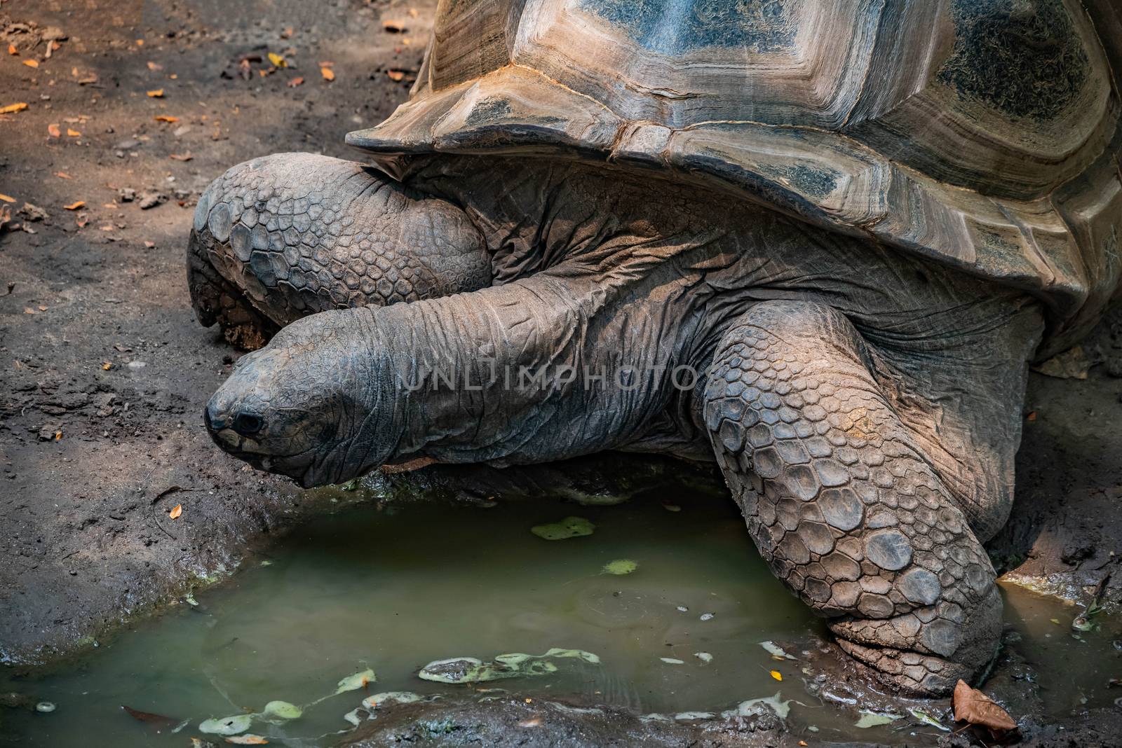 Aldabra Tortoise resting near a pond.