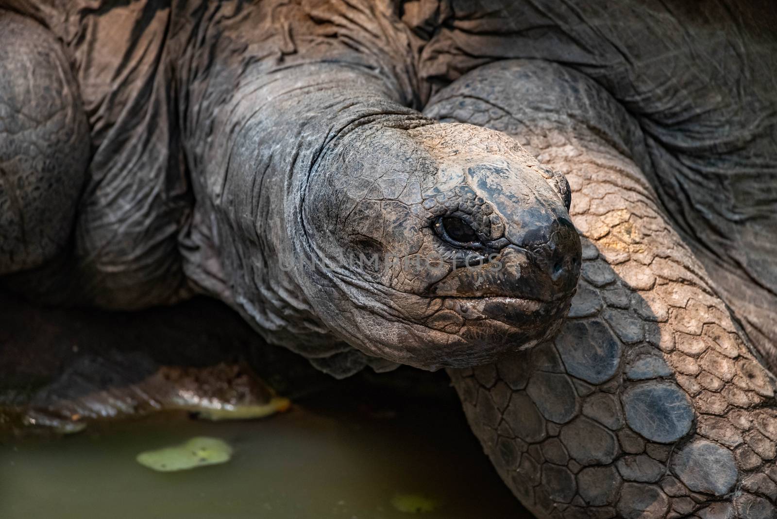 Aldabra Tortoise resting near a pond.